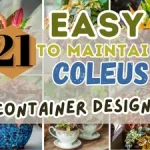 21 Easy-To-Maintain Coleus Container Designs