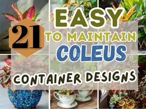 21 Easy-To-Maintain Coleus Container Designs