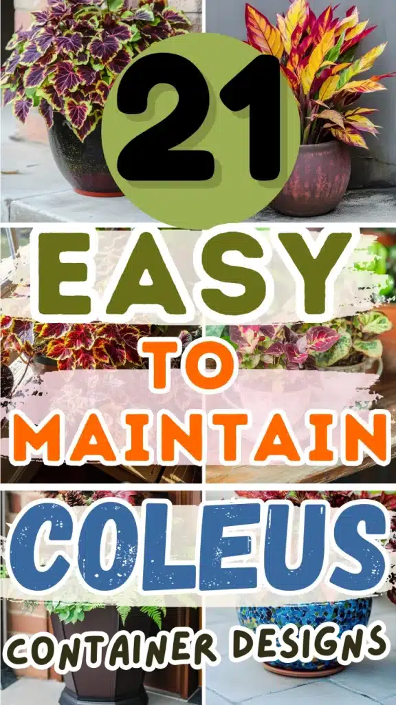 21 Easy-To-Maintain Coleus Container Designs