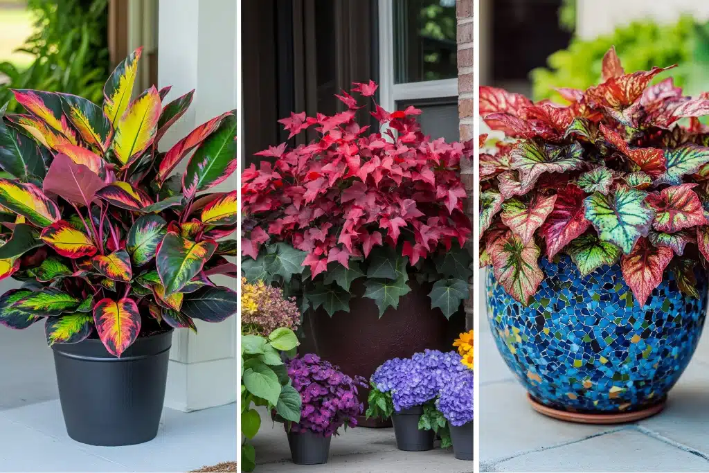 21 Easy-To-Maintain Coleus Container Designs