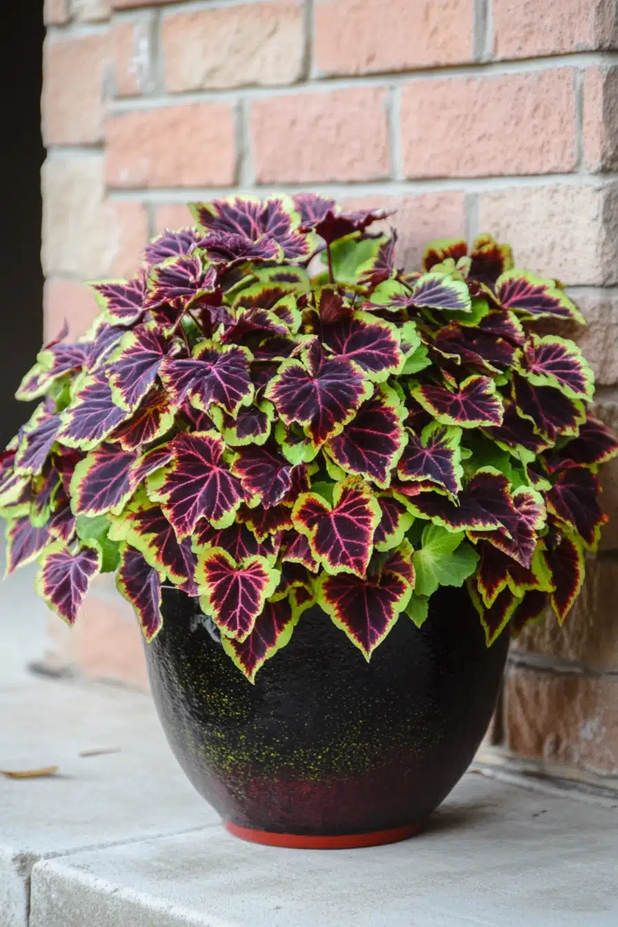 Bold Burgundy Coleus in Glossy Pot