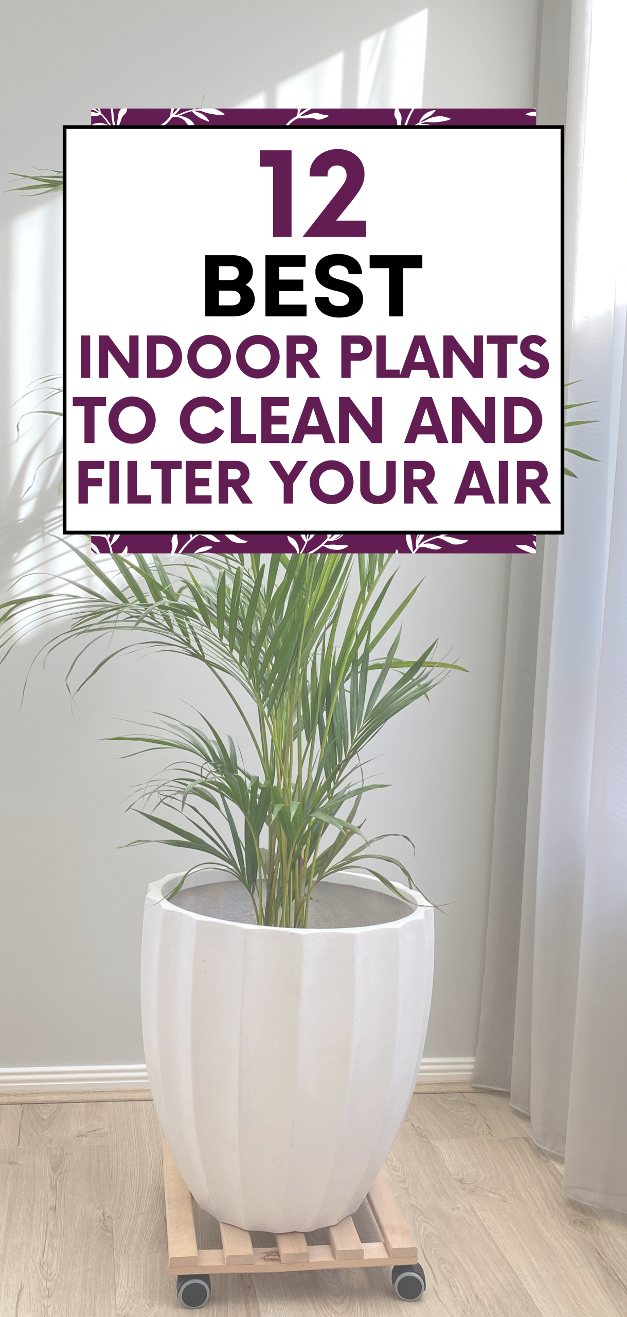 Indoor Plants