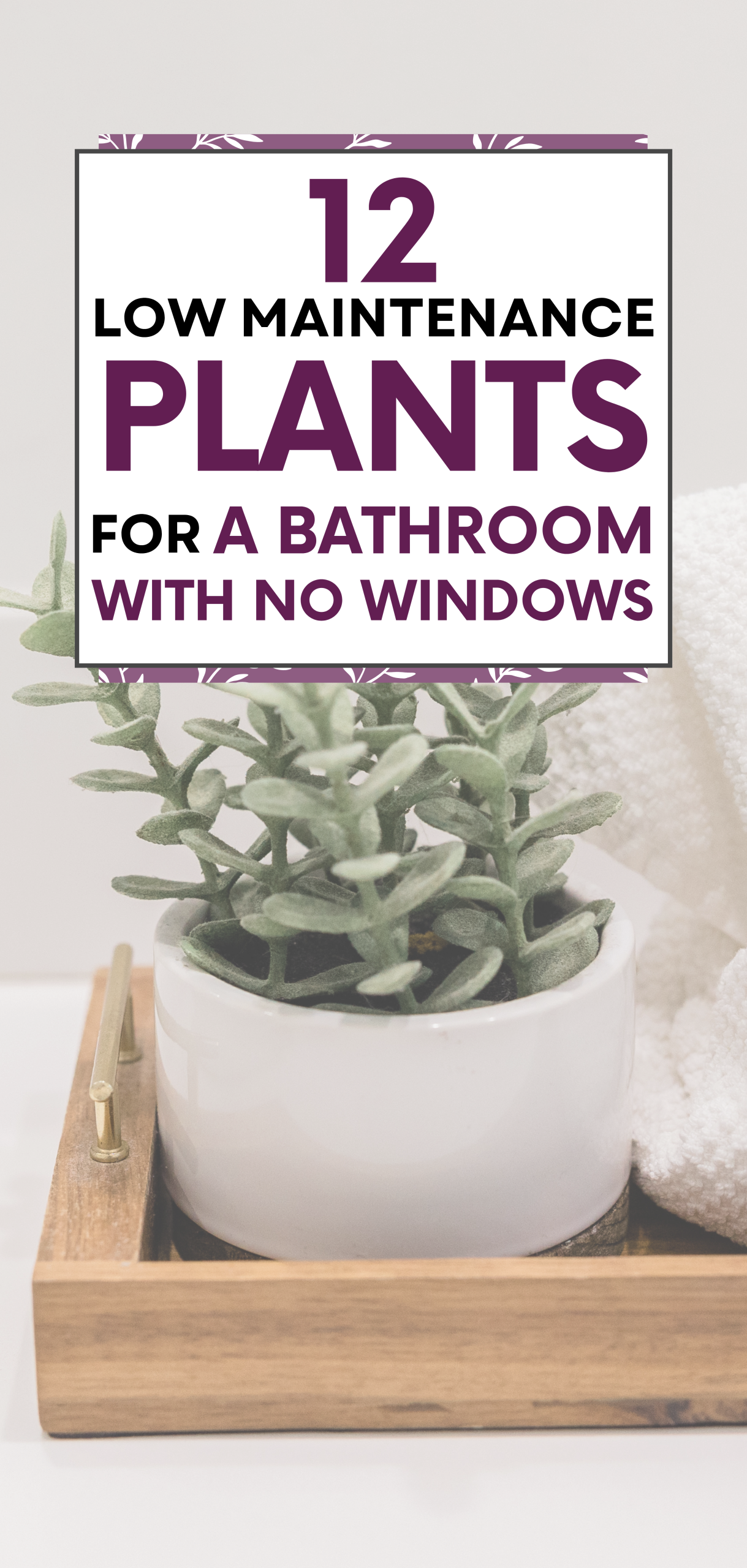 Low Maintenance Plants