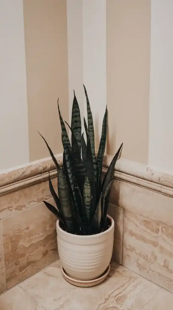 Low Maintenance Plants