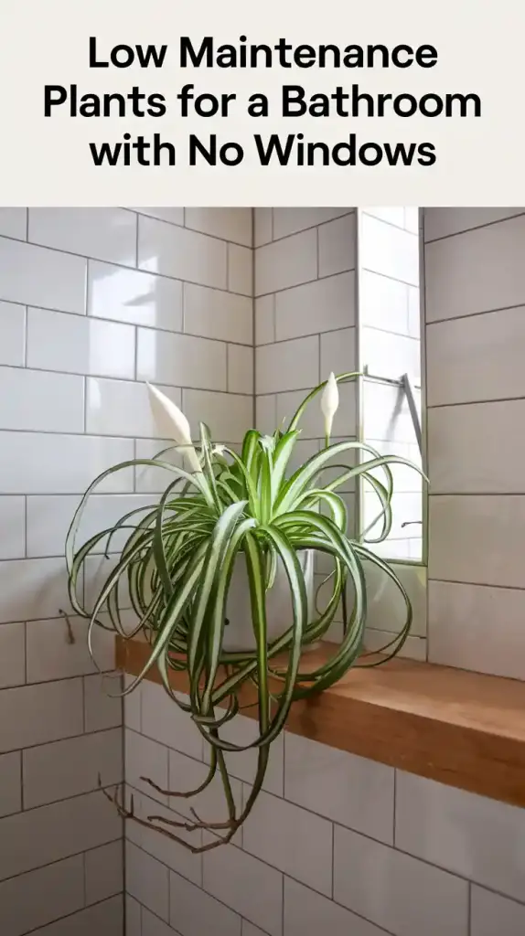 Low Maintenance Plants
