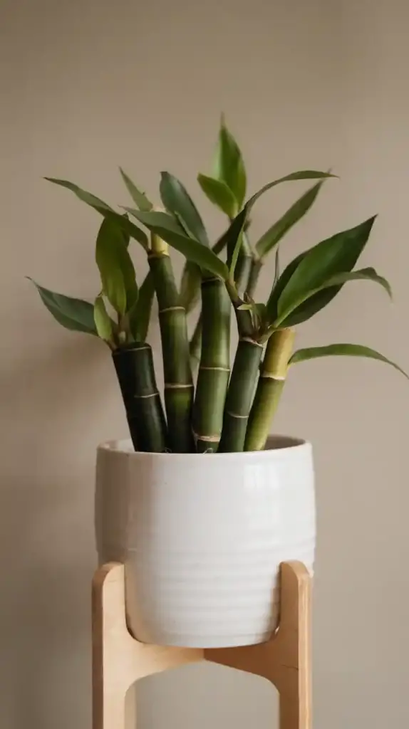 Low Maintenance Plants