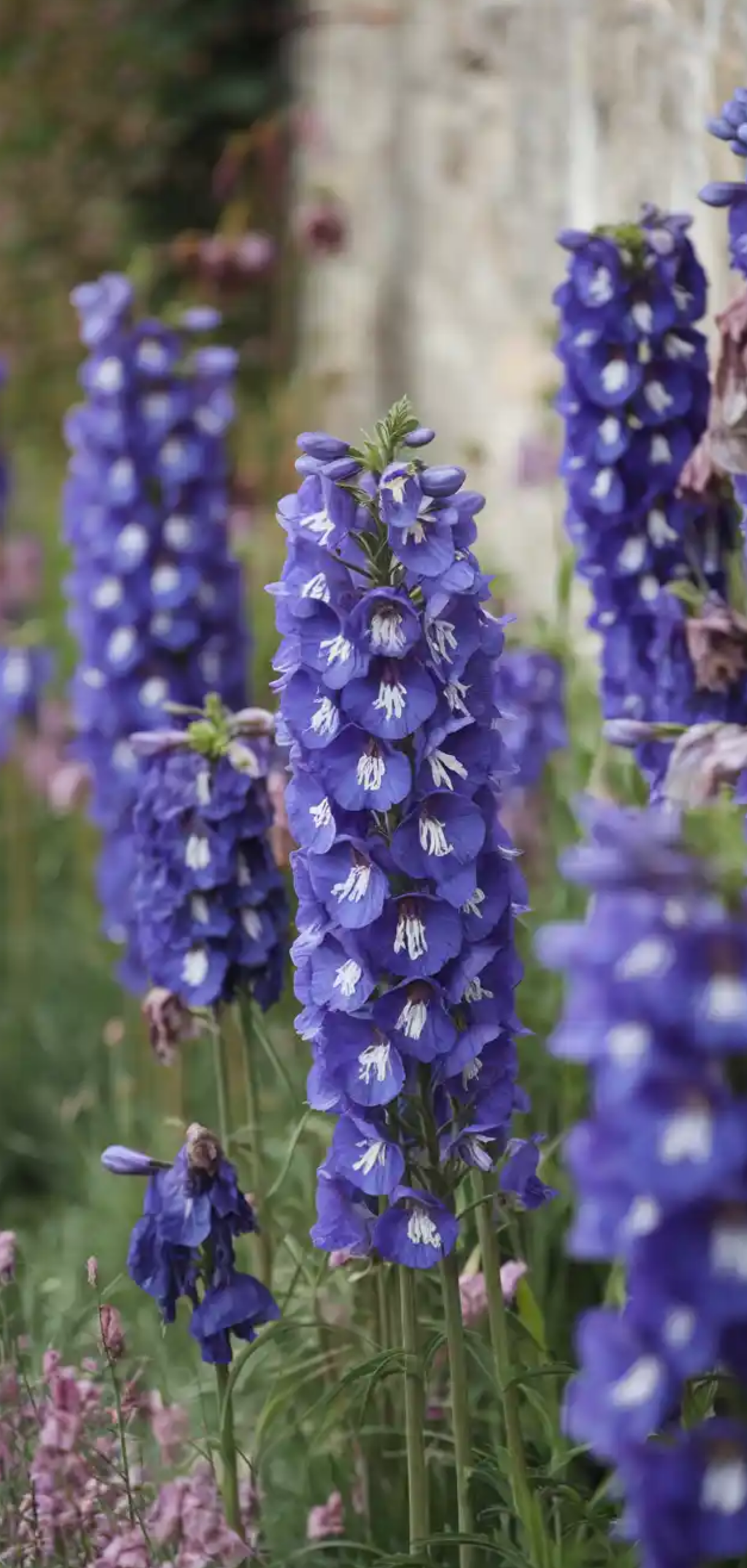 Cottage Garden Border