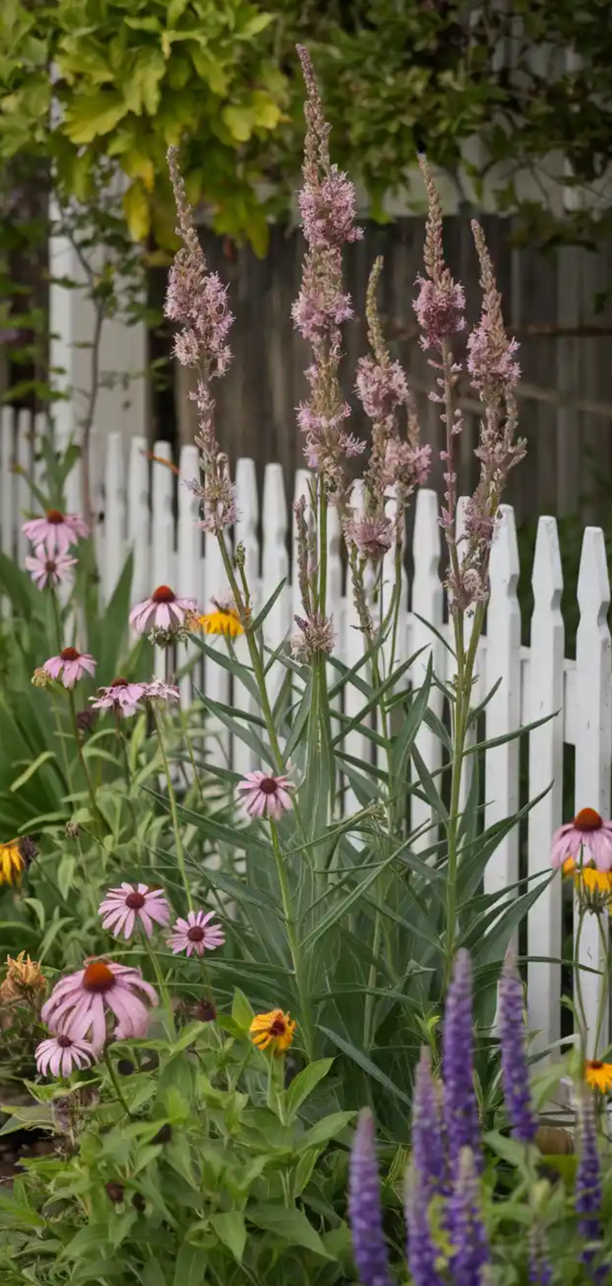 Cottage Garden Border