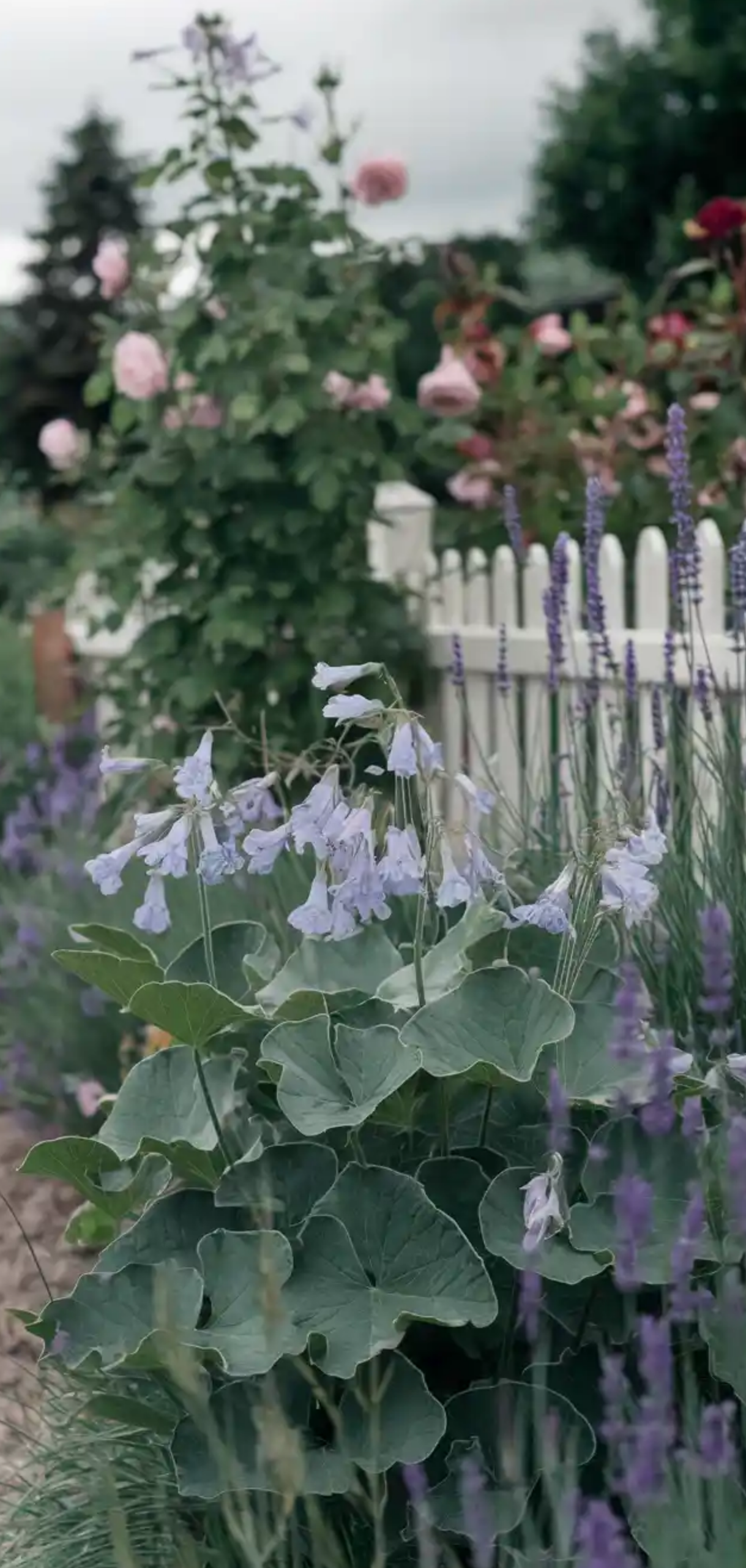 Cottage Garden Border