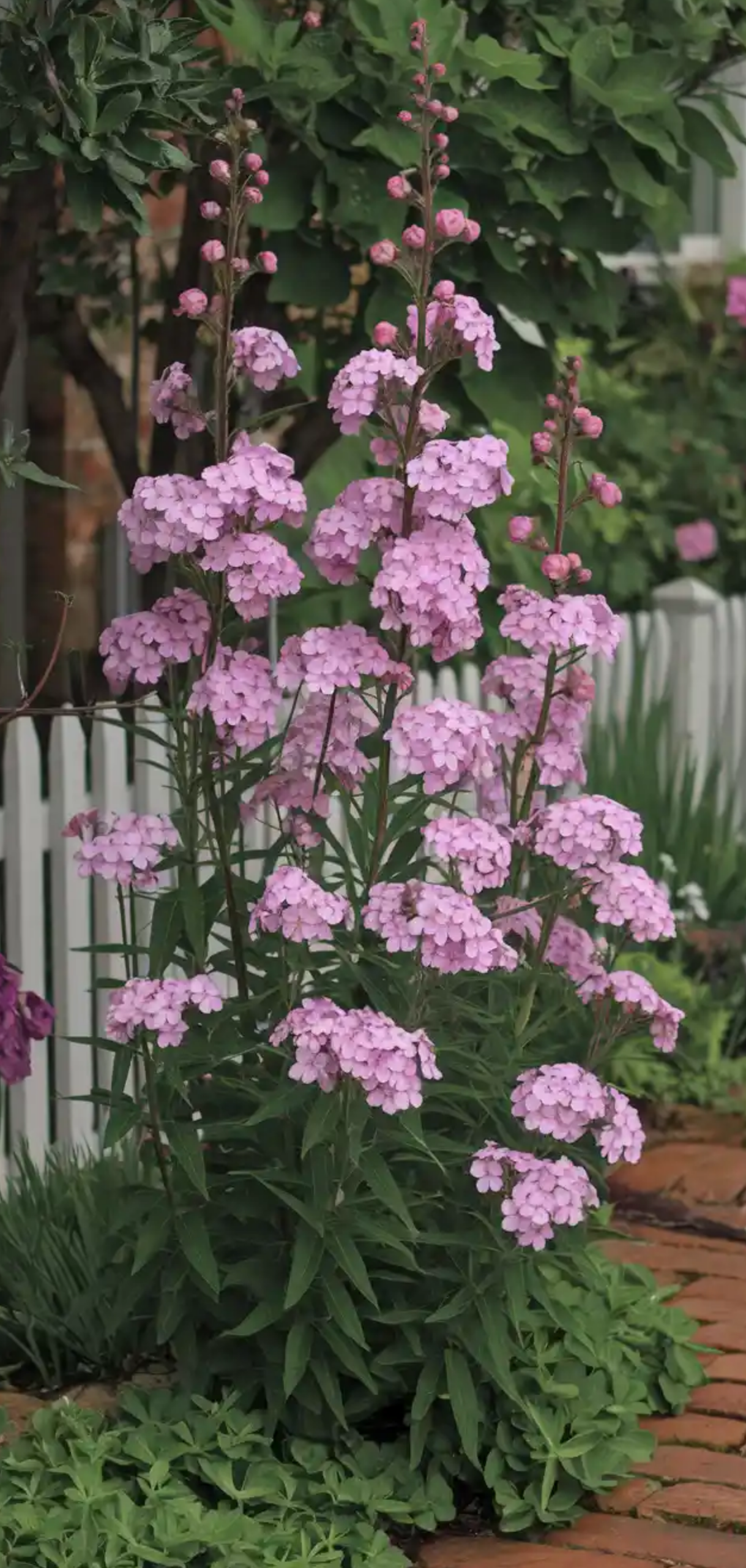 Cottage Garden Border
