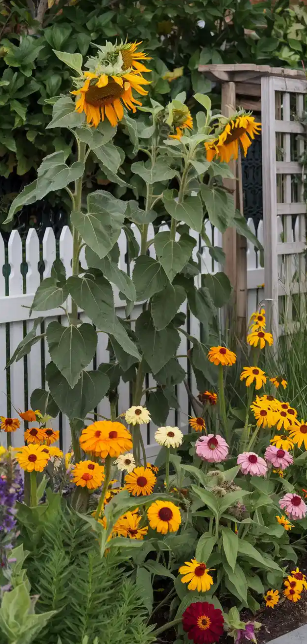 Cottage Garden Border