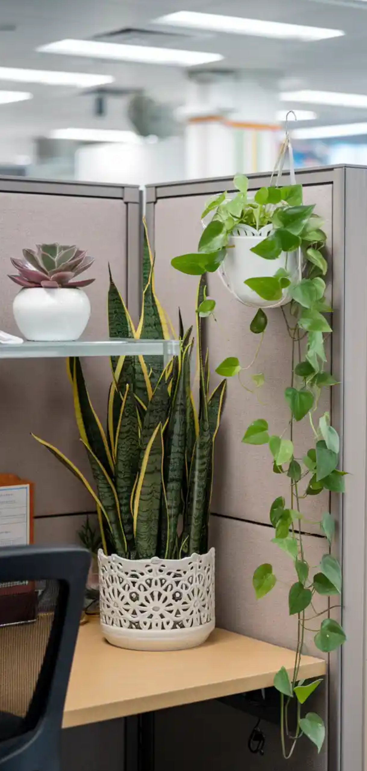 Ways to Make Your Cubicle Suck Less