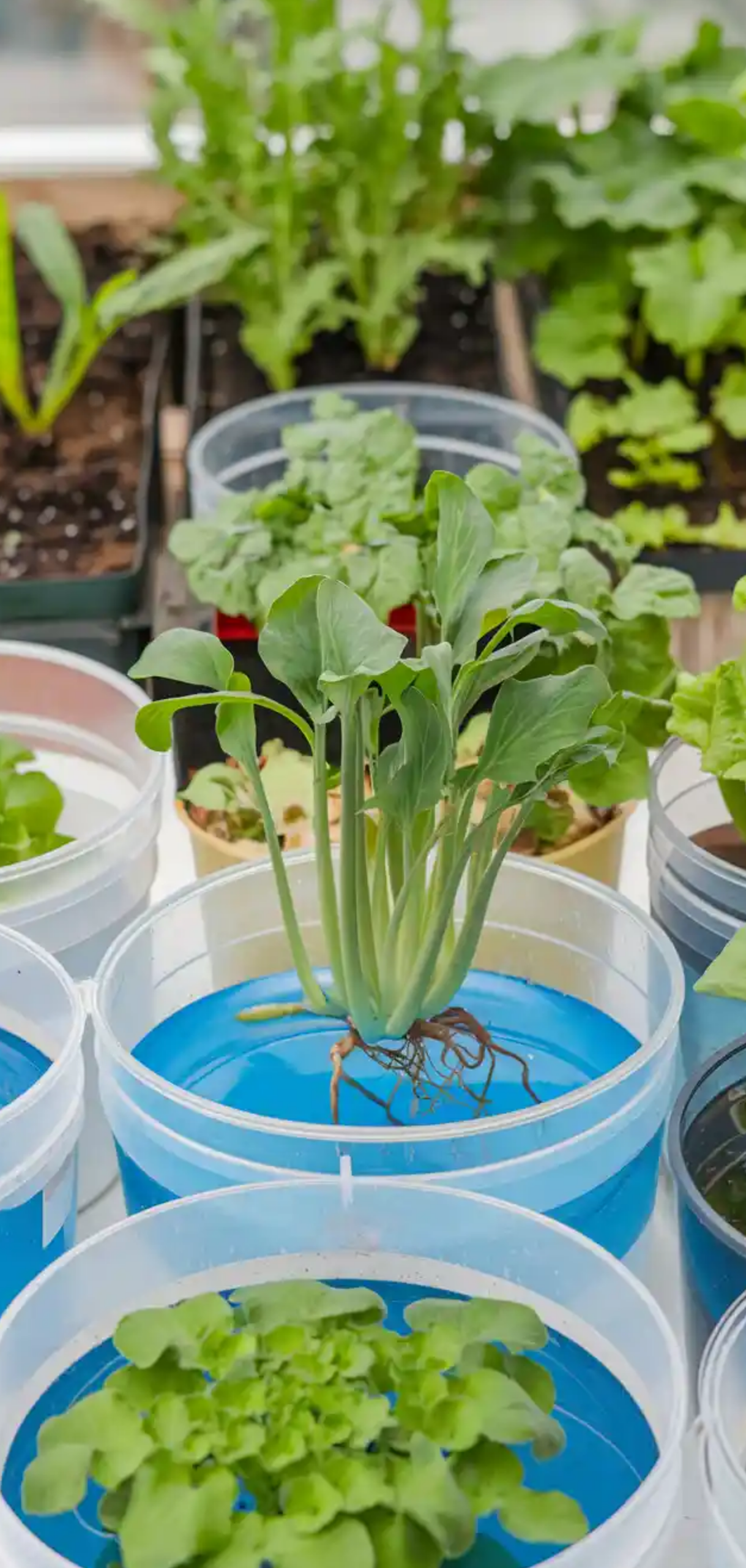 DIY Bucket Garden Ideas for Small Spaces