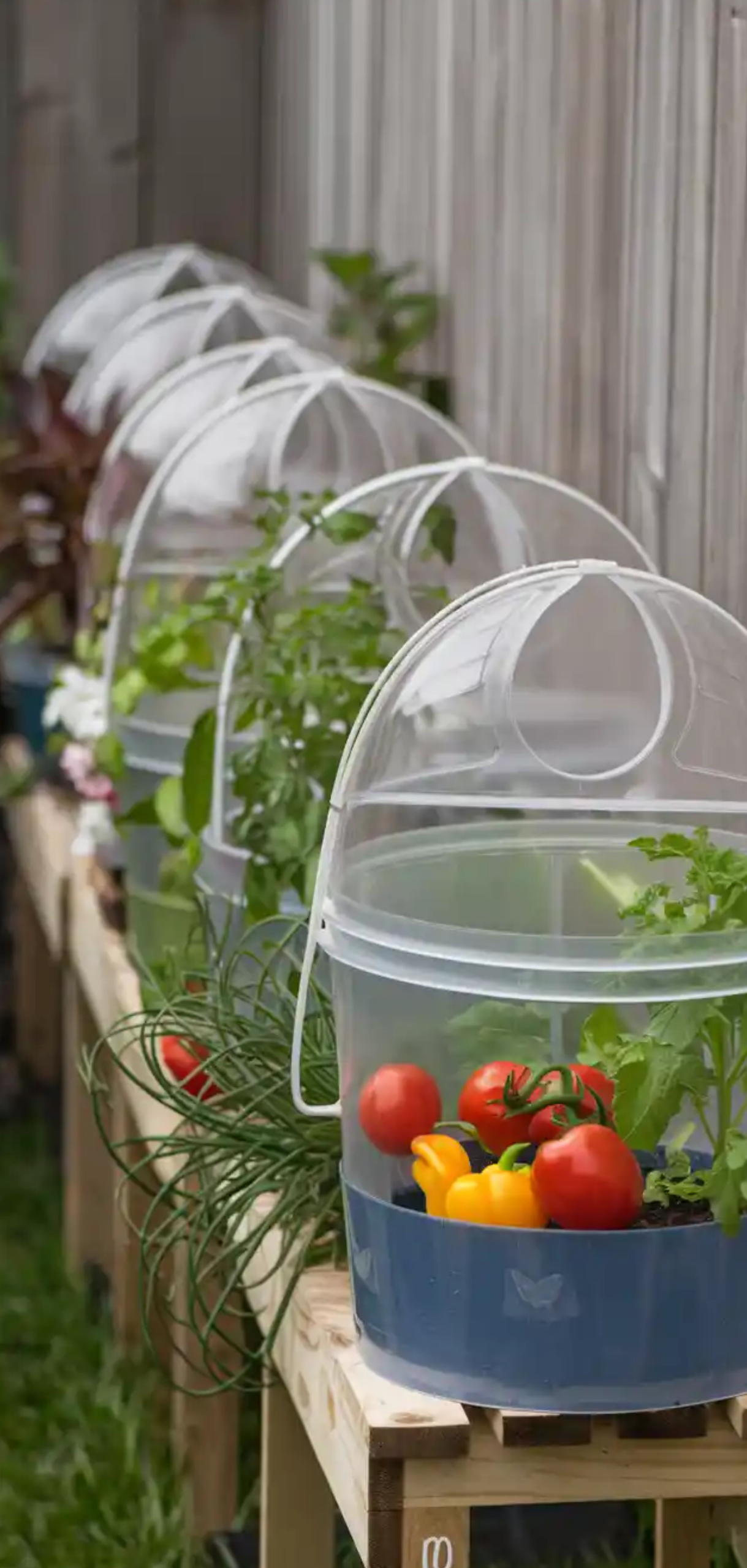 DIY Bucket Garden Ideas for Small Spaces