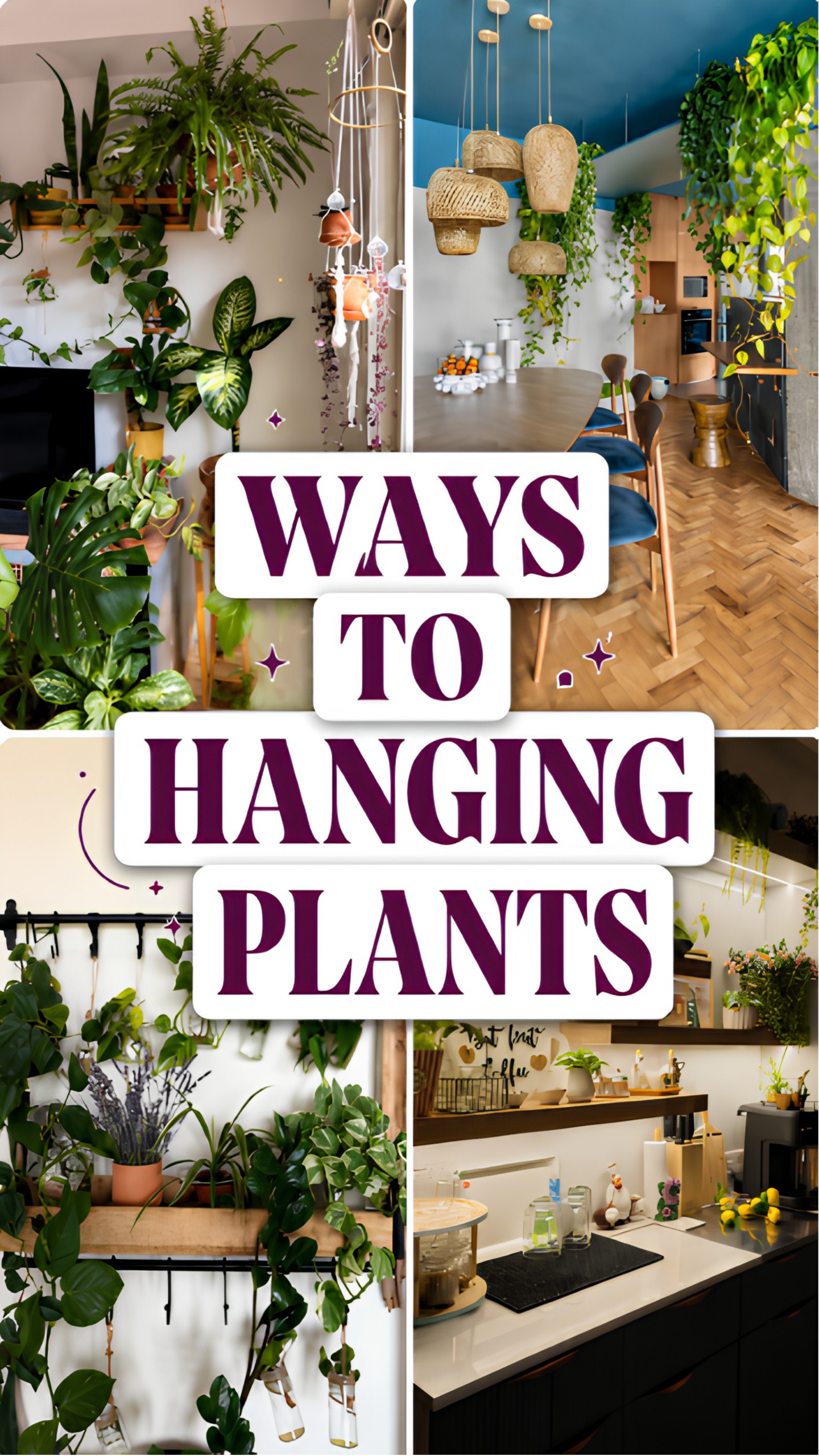 Hanging Plants