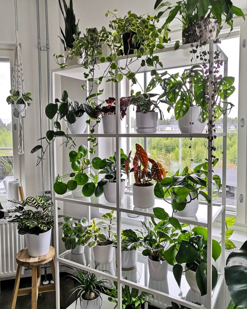 Beautiful Plant Shelf Design Ideas That Made My Living Room Feel Like a Greenhouse