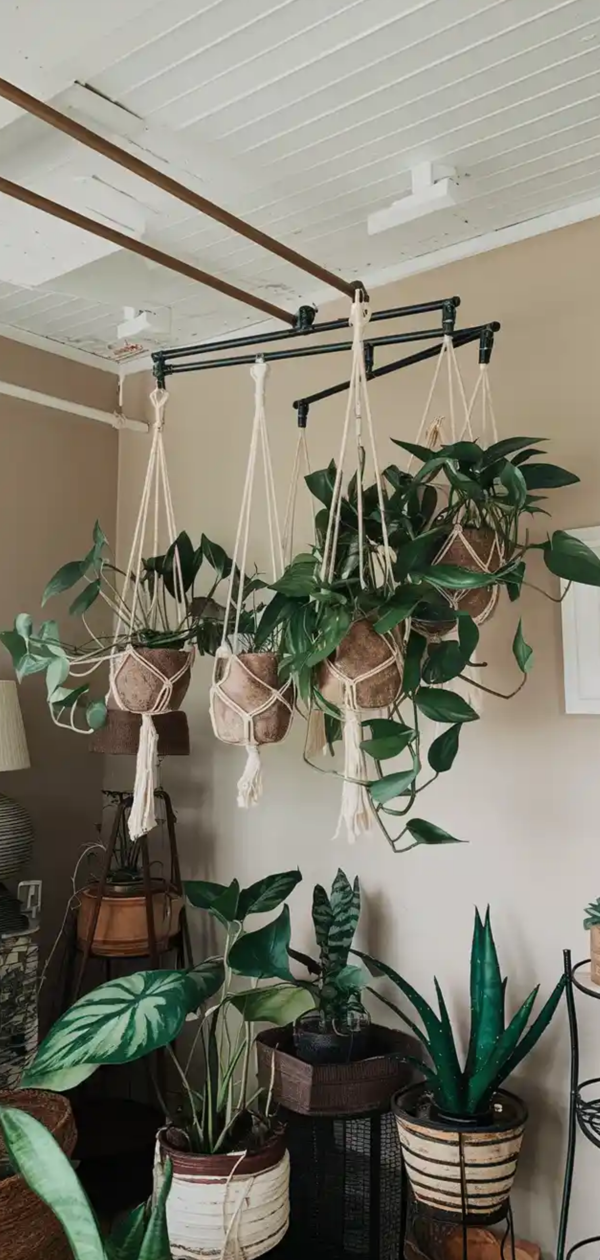 Smart Ways to Hanging Plants from Your Ceiling