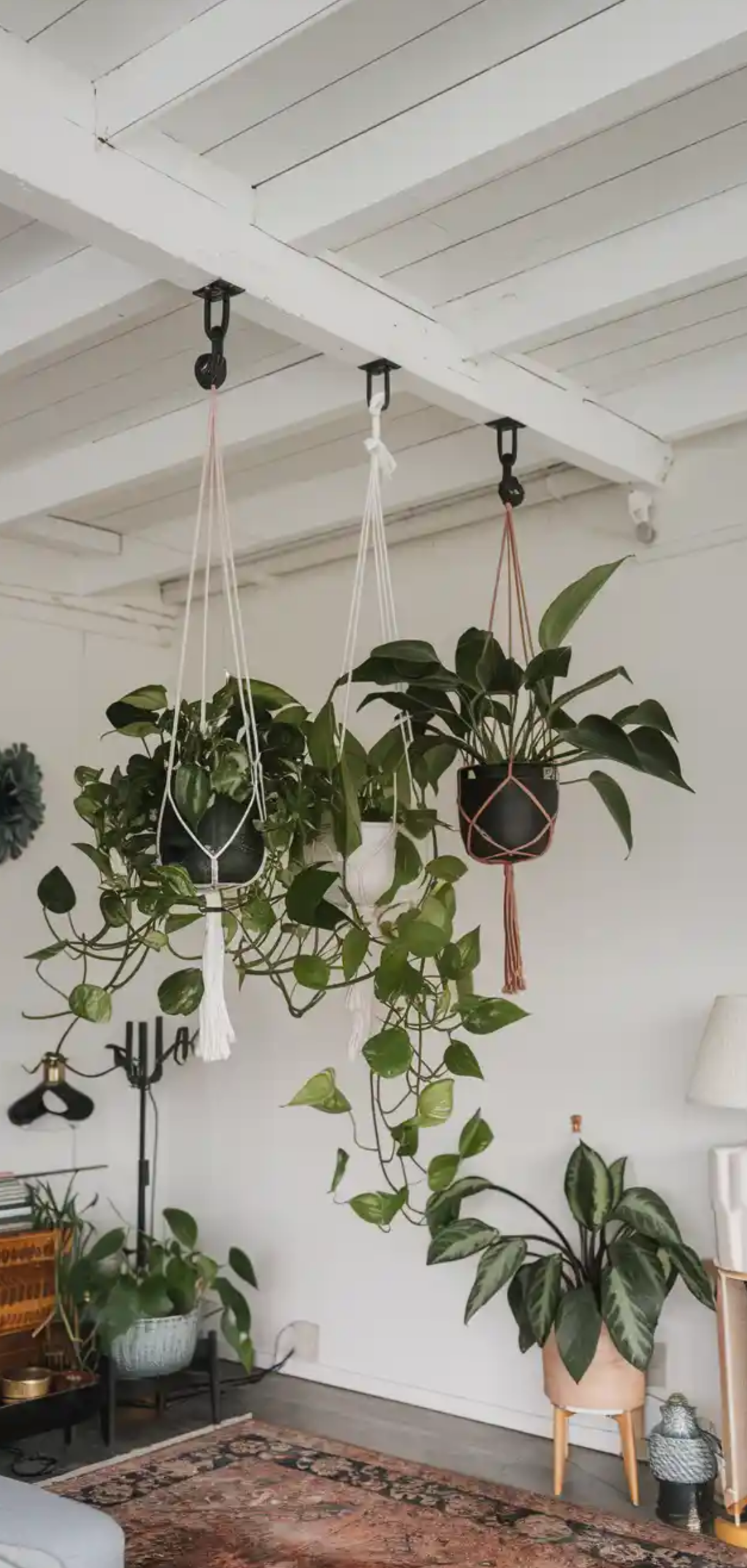 Smart Ways to Hanging Plants from Your Ceiling