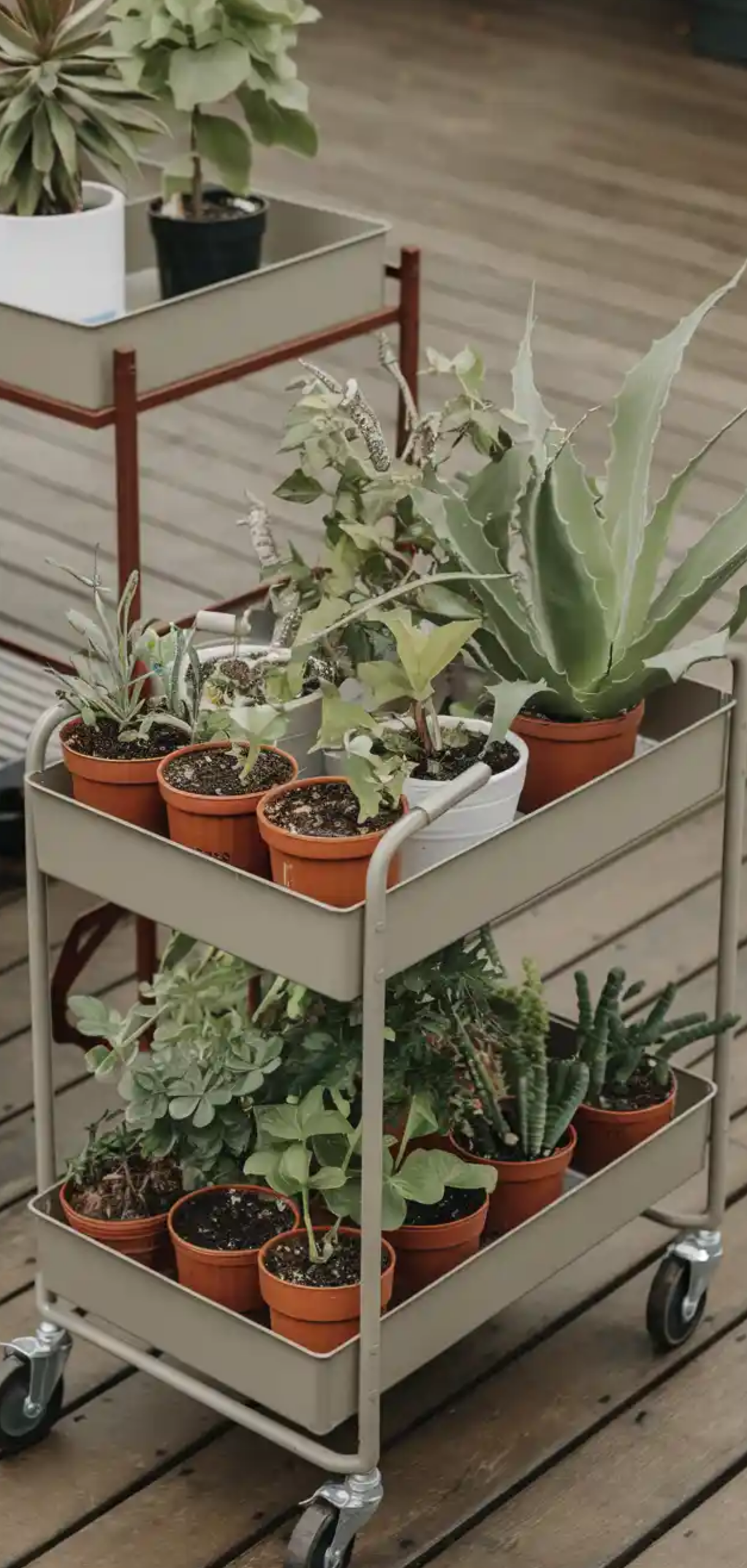 Beautiful Plant Shelf Design Ideas