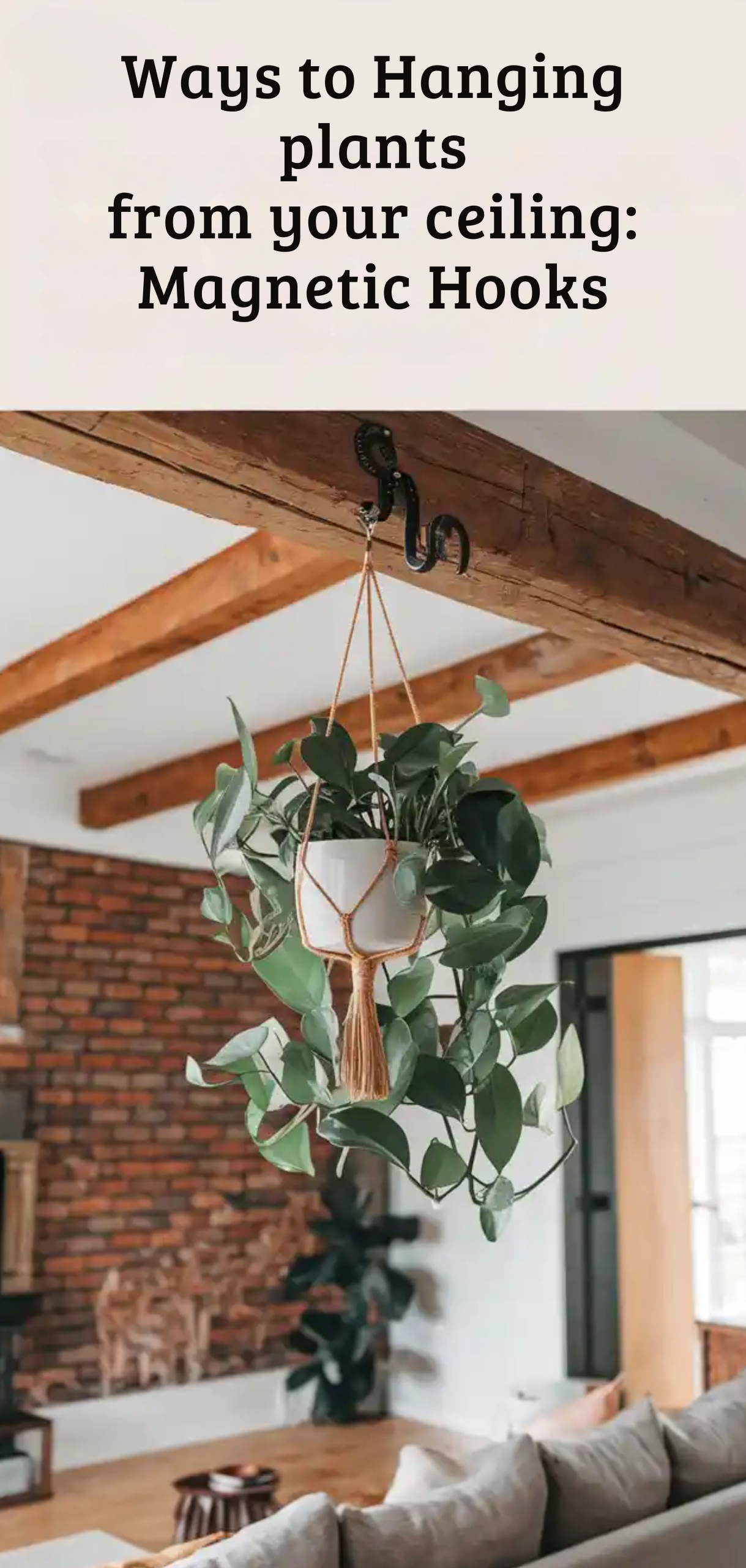 Smart Ways to Hanging Plants from Your Ceiling