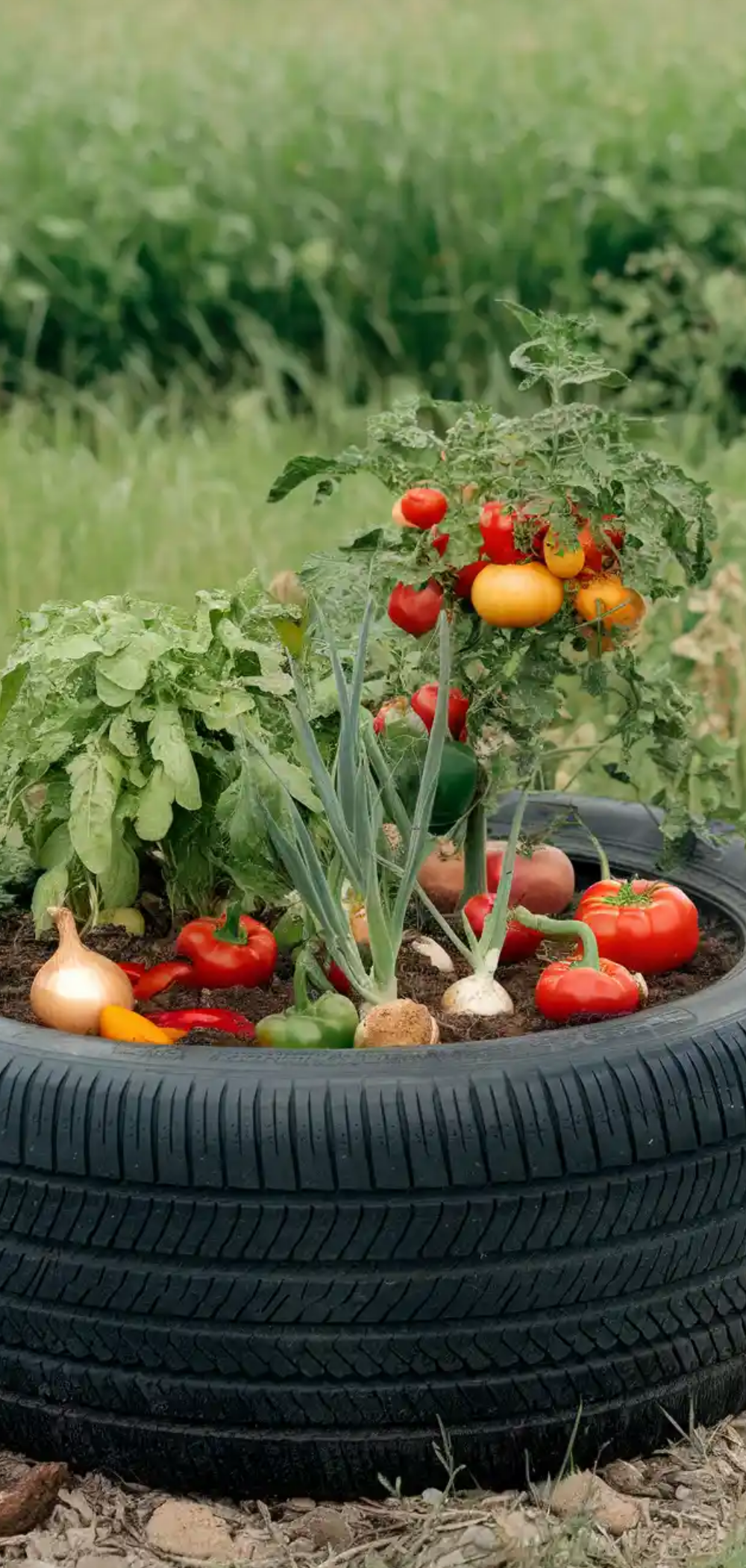 Stunning DIY Tire Planter Ideas