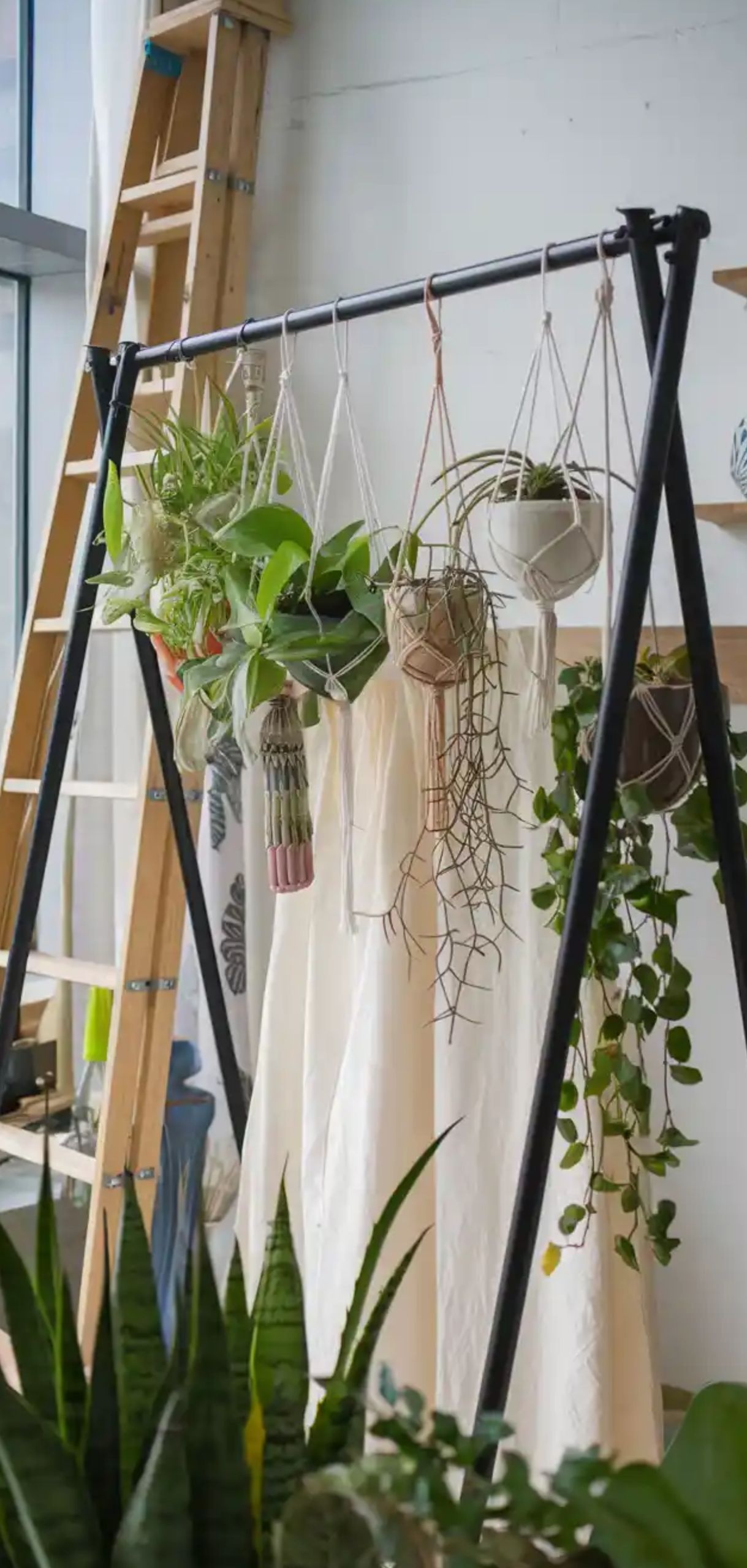 Smart Ways to Hanging Plants from Your Ceiling