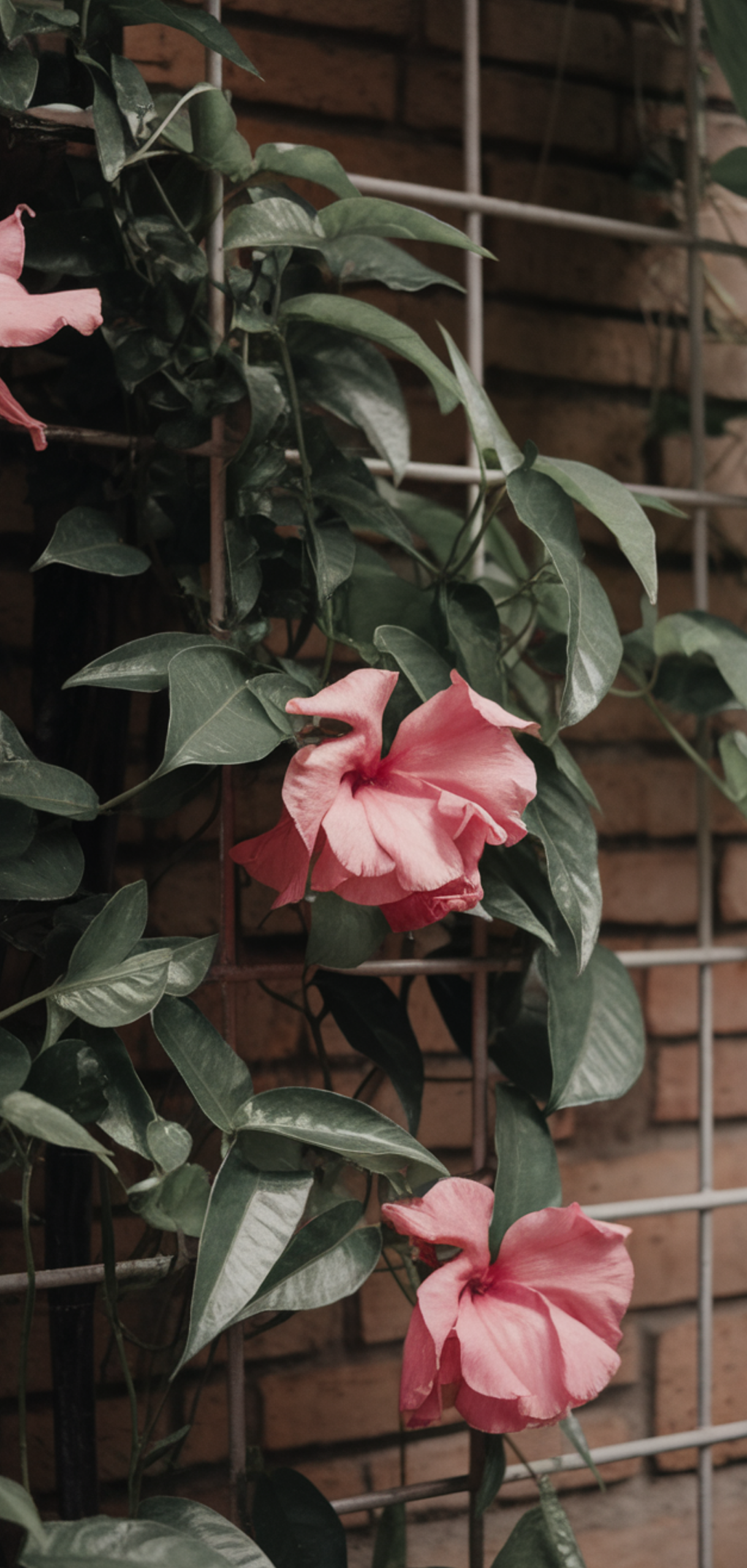 Stunning Prettiest Flowering Vines for Shade