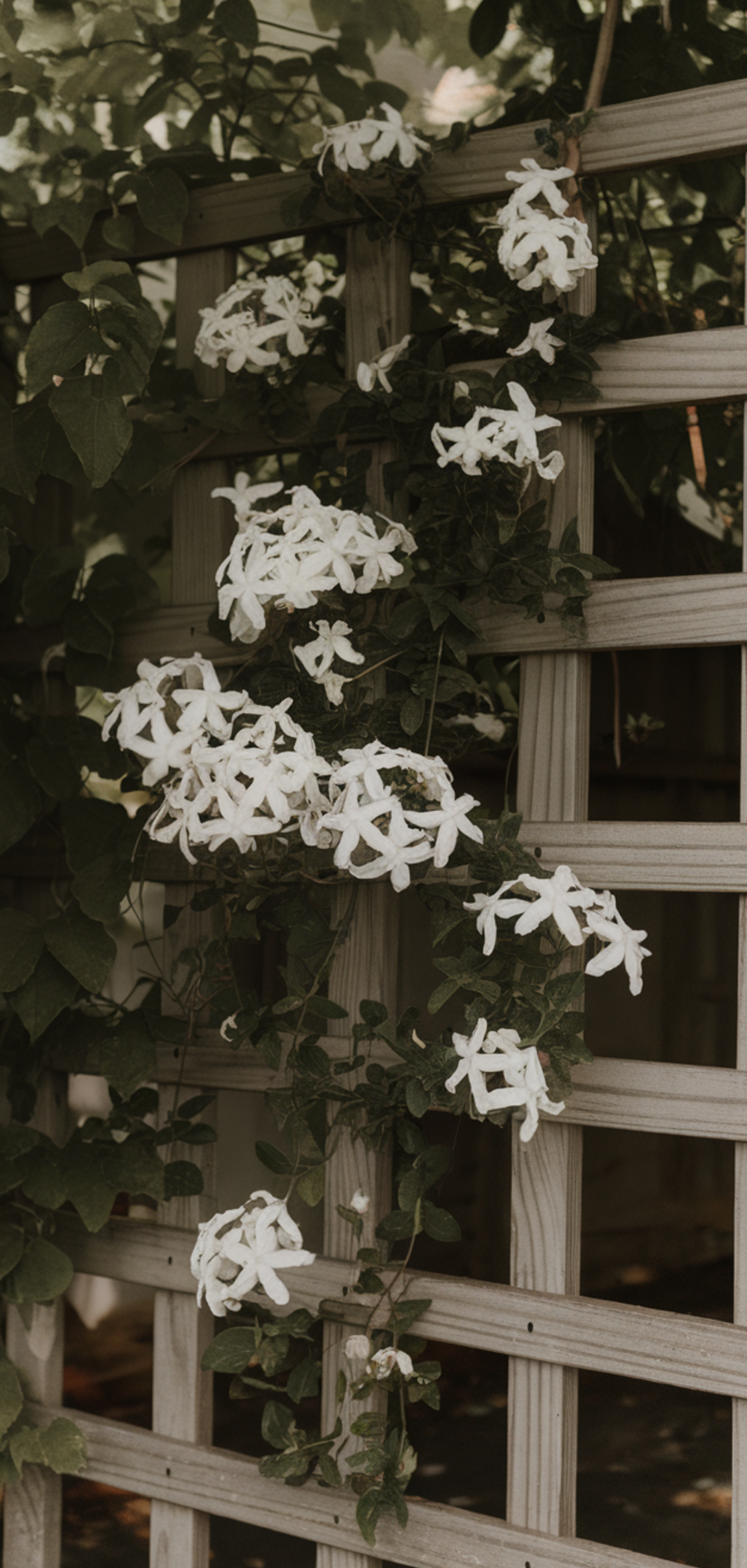 Stunning Prettiest Flowering Vines for Shade