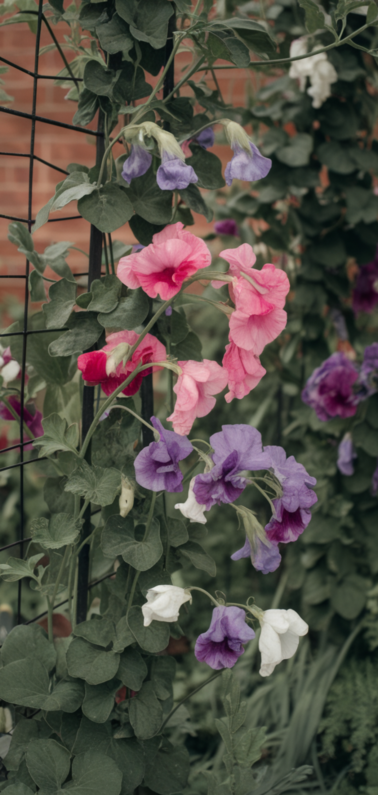 Stunning Prettiest Flowering Vines for Shade