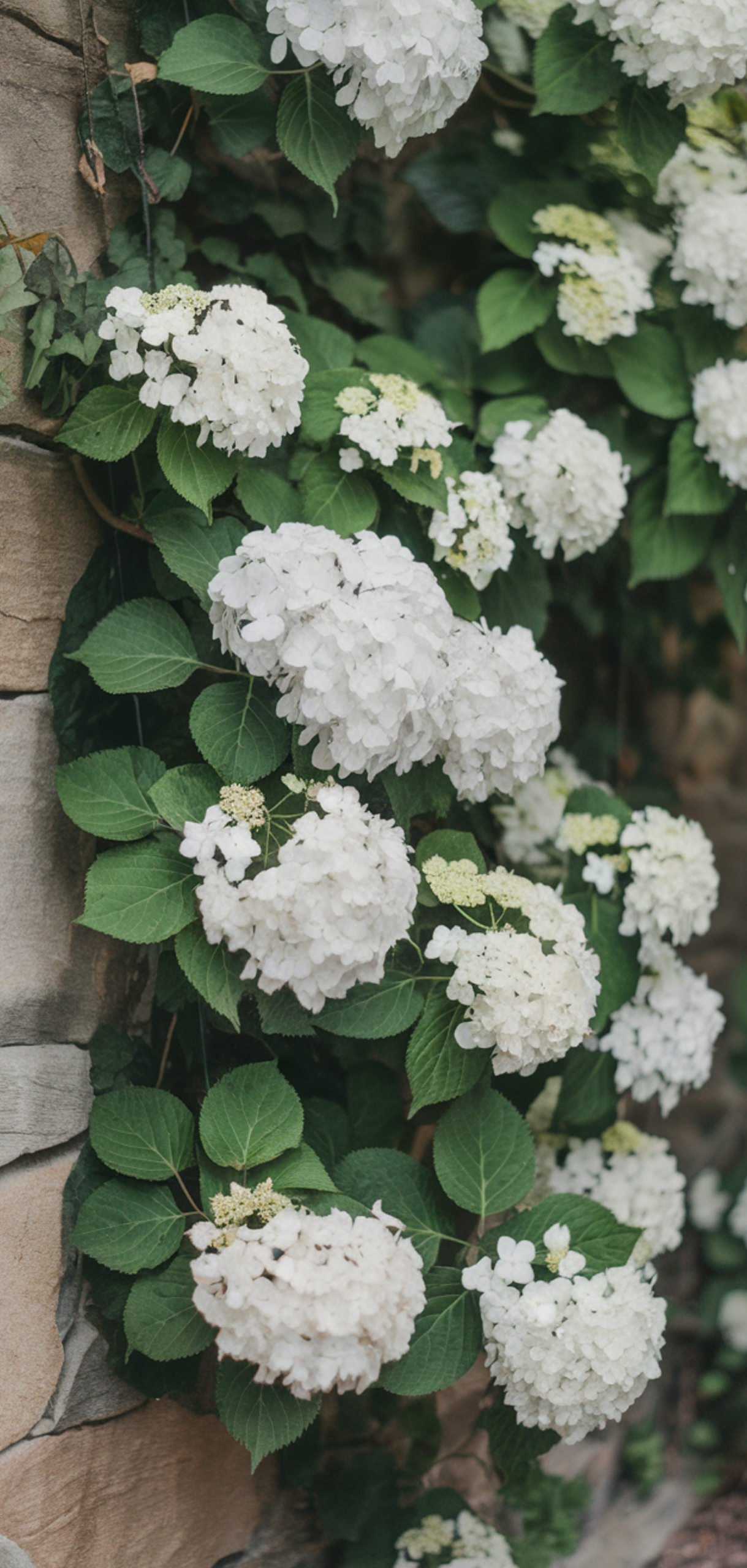 Stunning Prettiest Flowering Vines for Shade