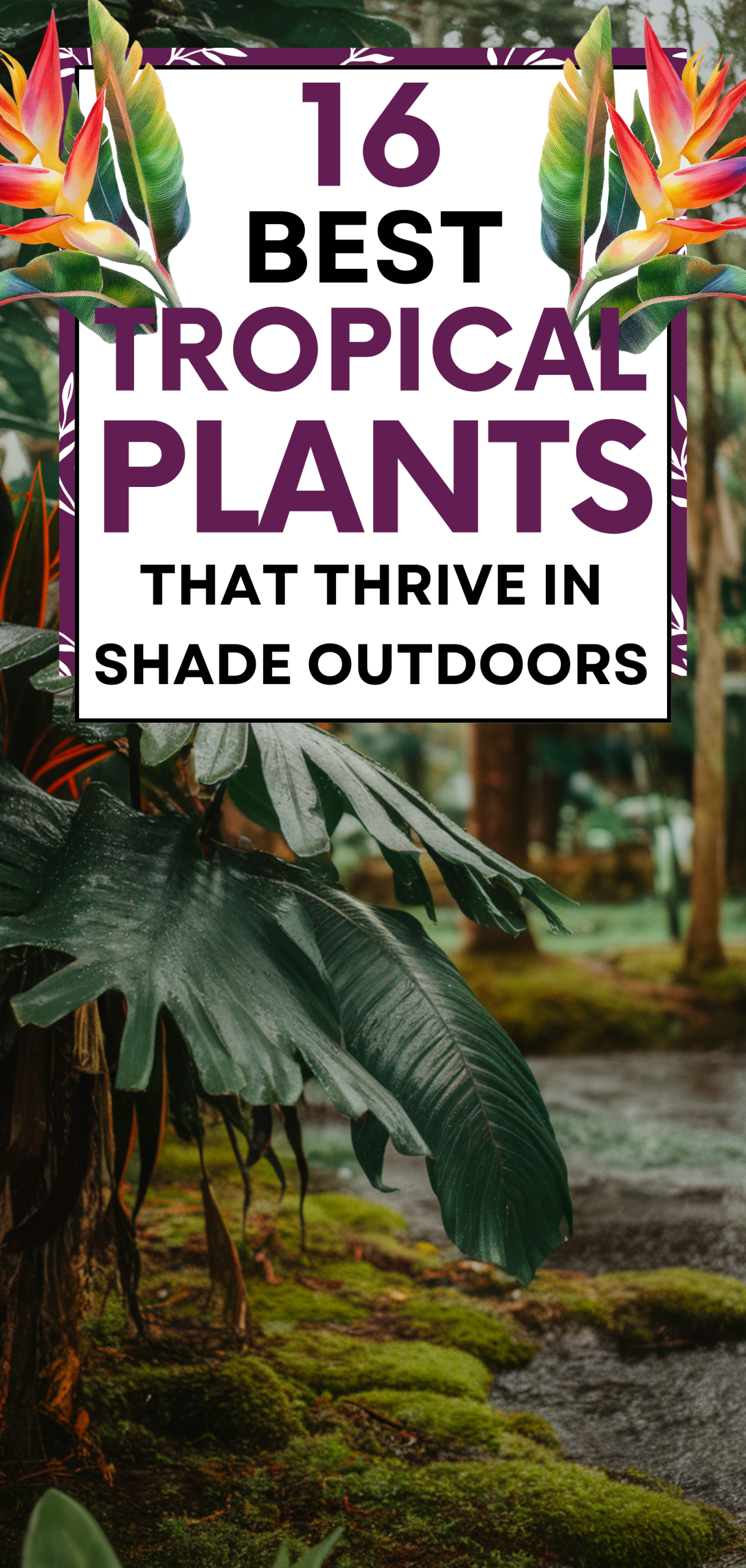 Best Tropical Plants That Thrive in Shade Outdoors