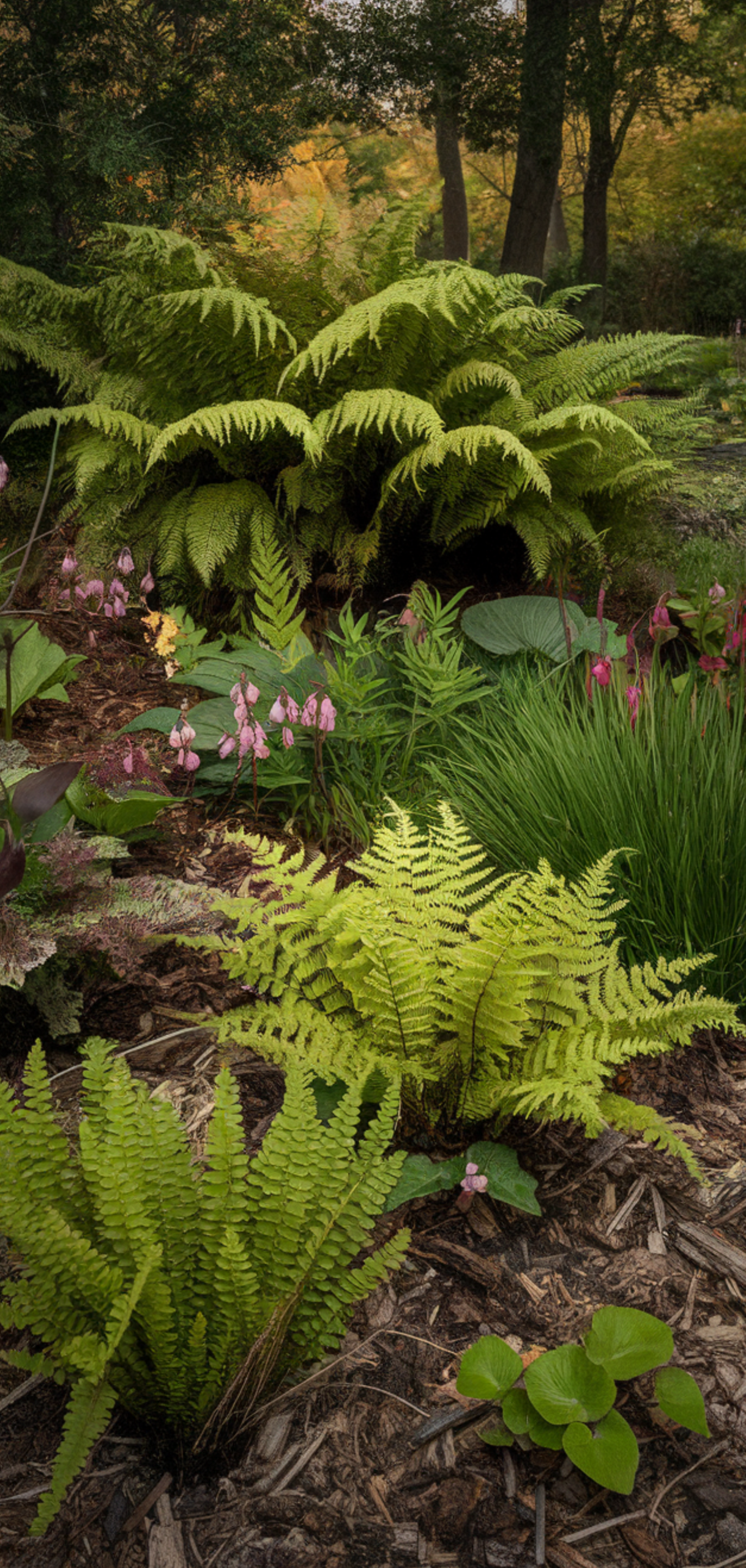 Stunning Shade Plants Landscaping Ideas for Amazing Curb Appeal