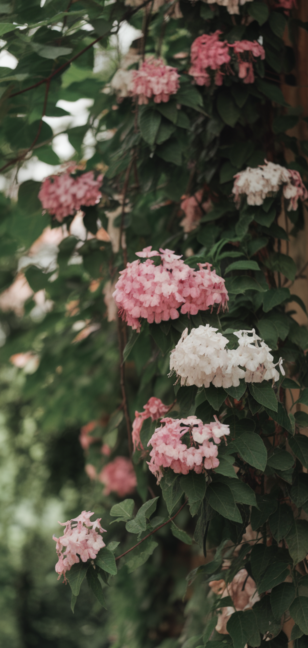Stunning Prettiest Flowering Vines for Shade