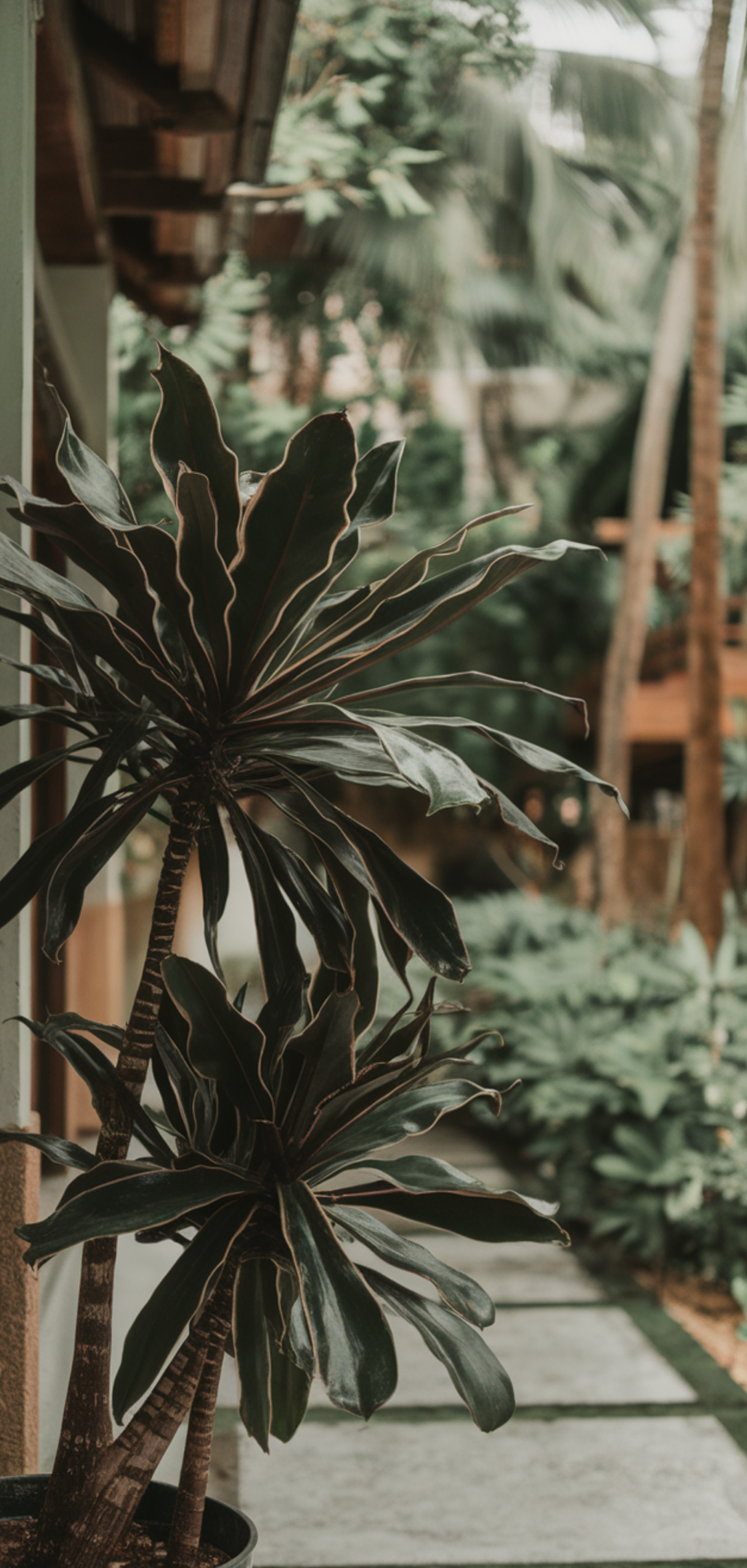 Best Tropical Plants That Thrive in Shade Outdoors