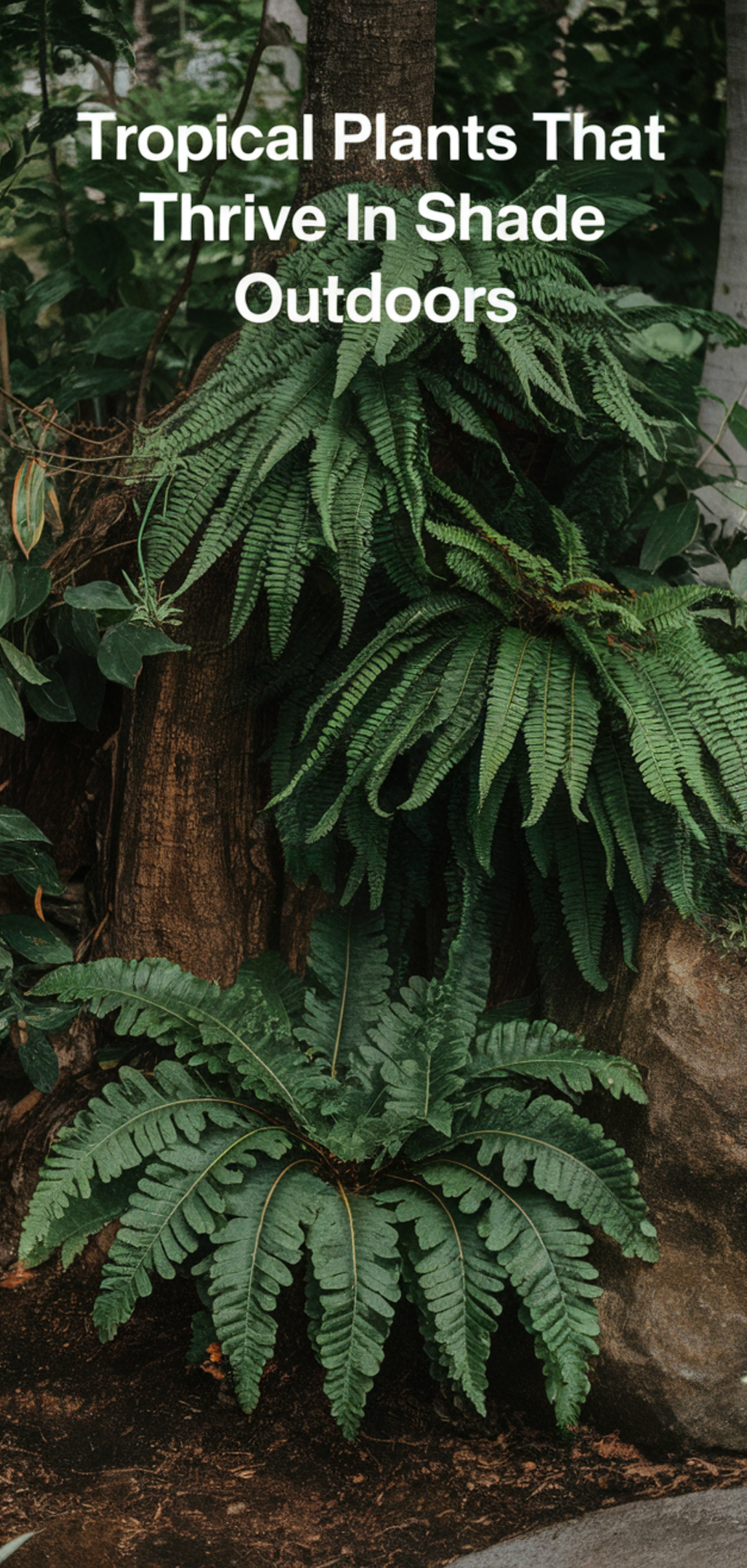 Best Tropical Plants That Thrive in Shade Outdoors
