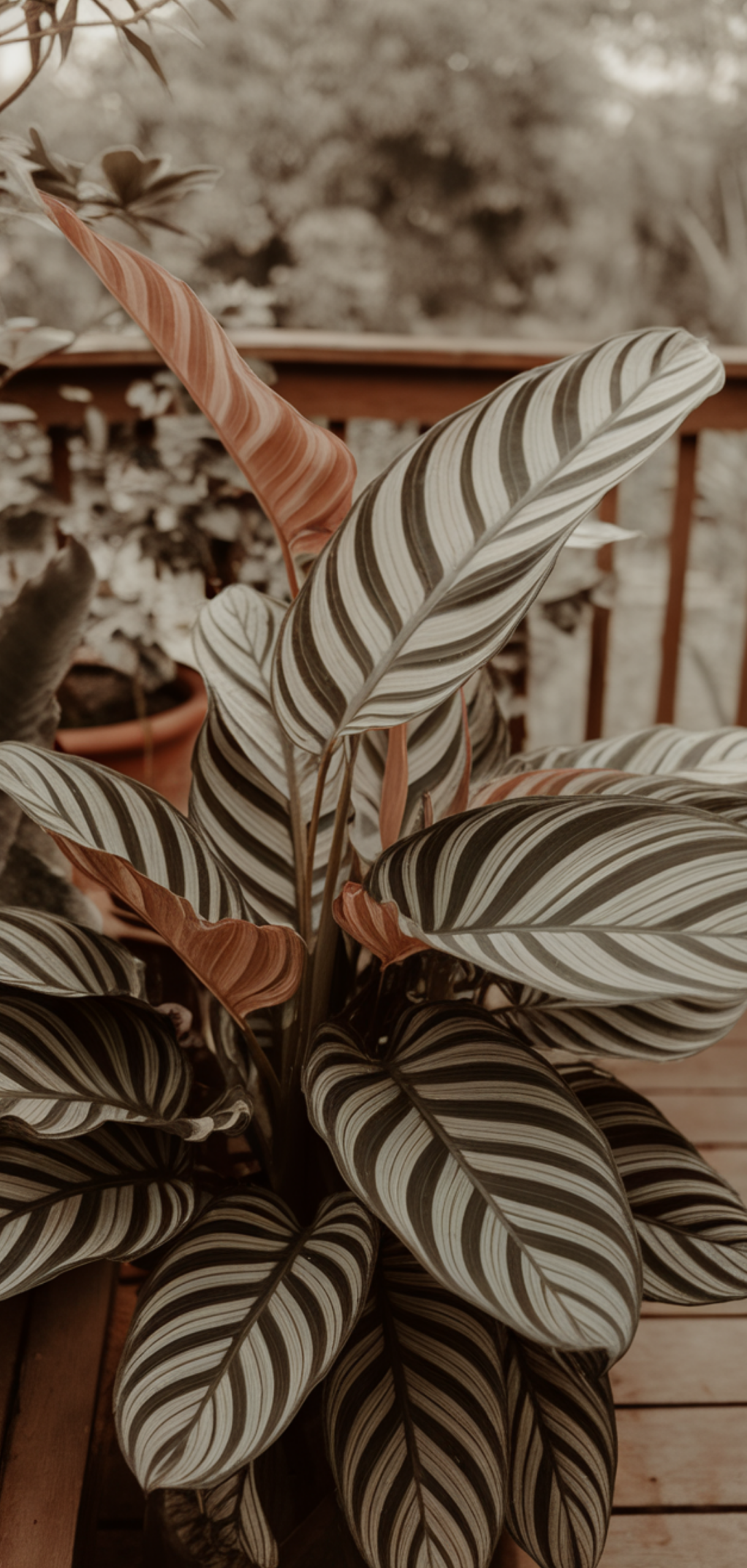 Best Tropical Plants That Thrive in Shade Outdoors