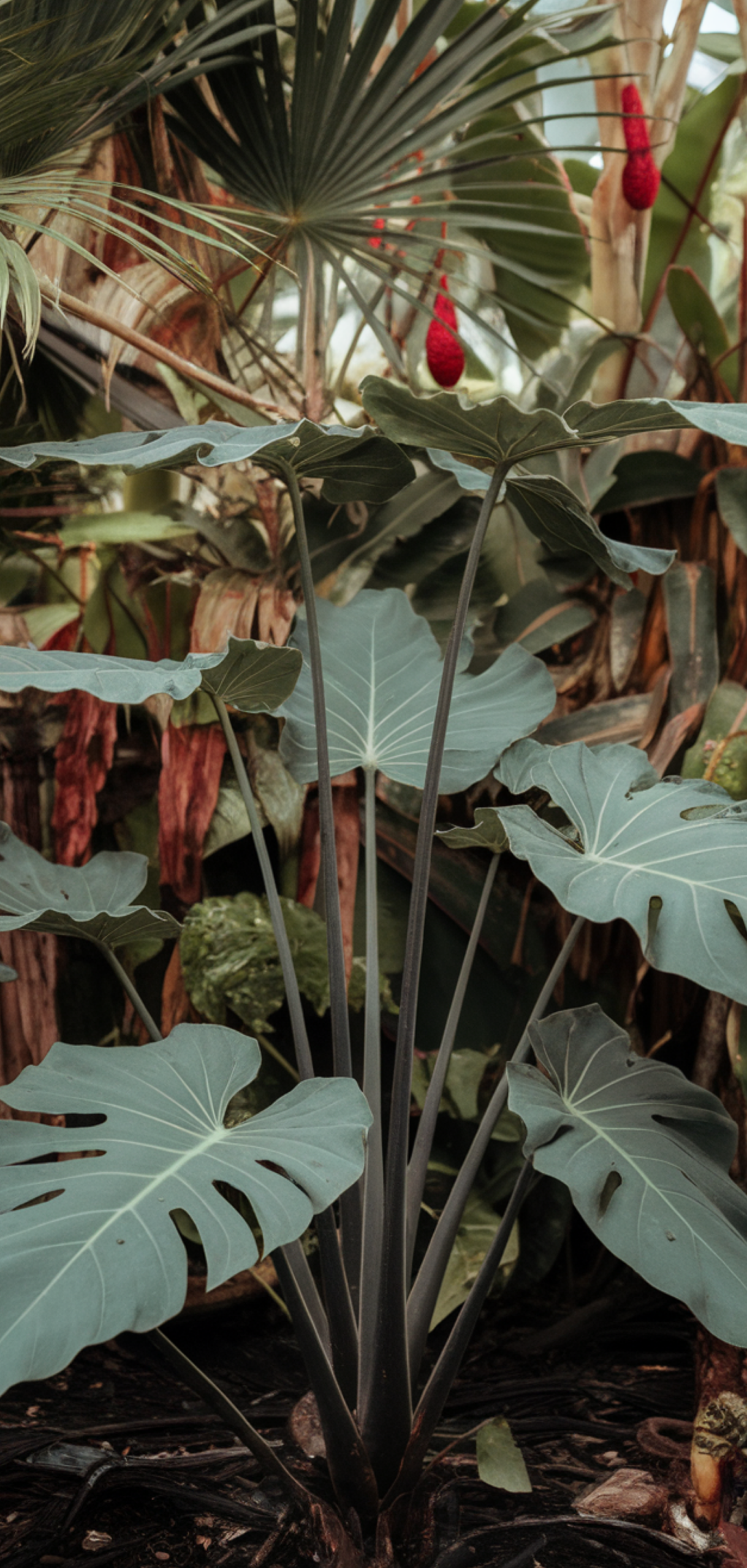 Best Tropical Plants That Thrive in Shade Outdoors
