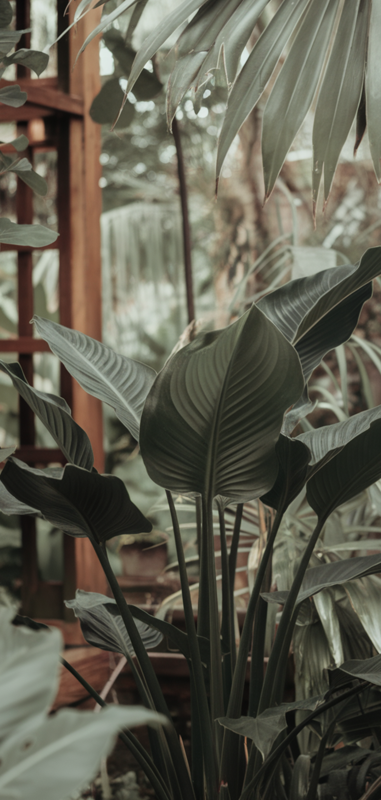 Best Tropical Plants That Thrive in Shade Outdoors