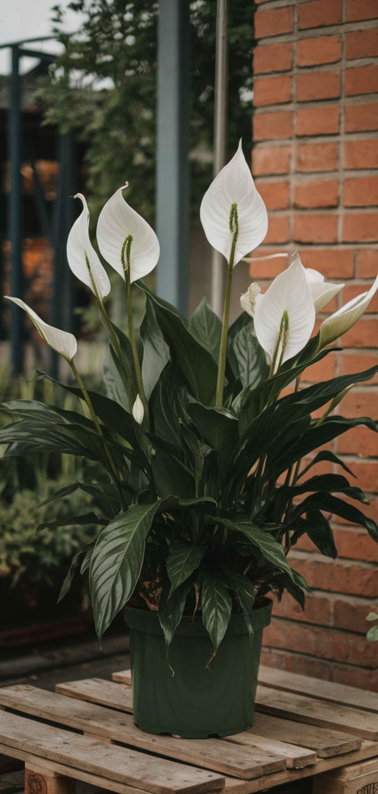 Best Tropical Plants That Thrive in Shade Outdoors