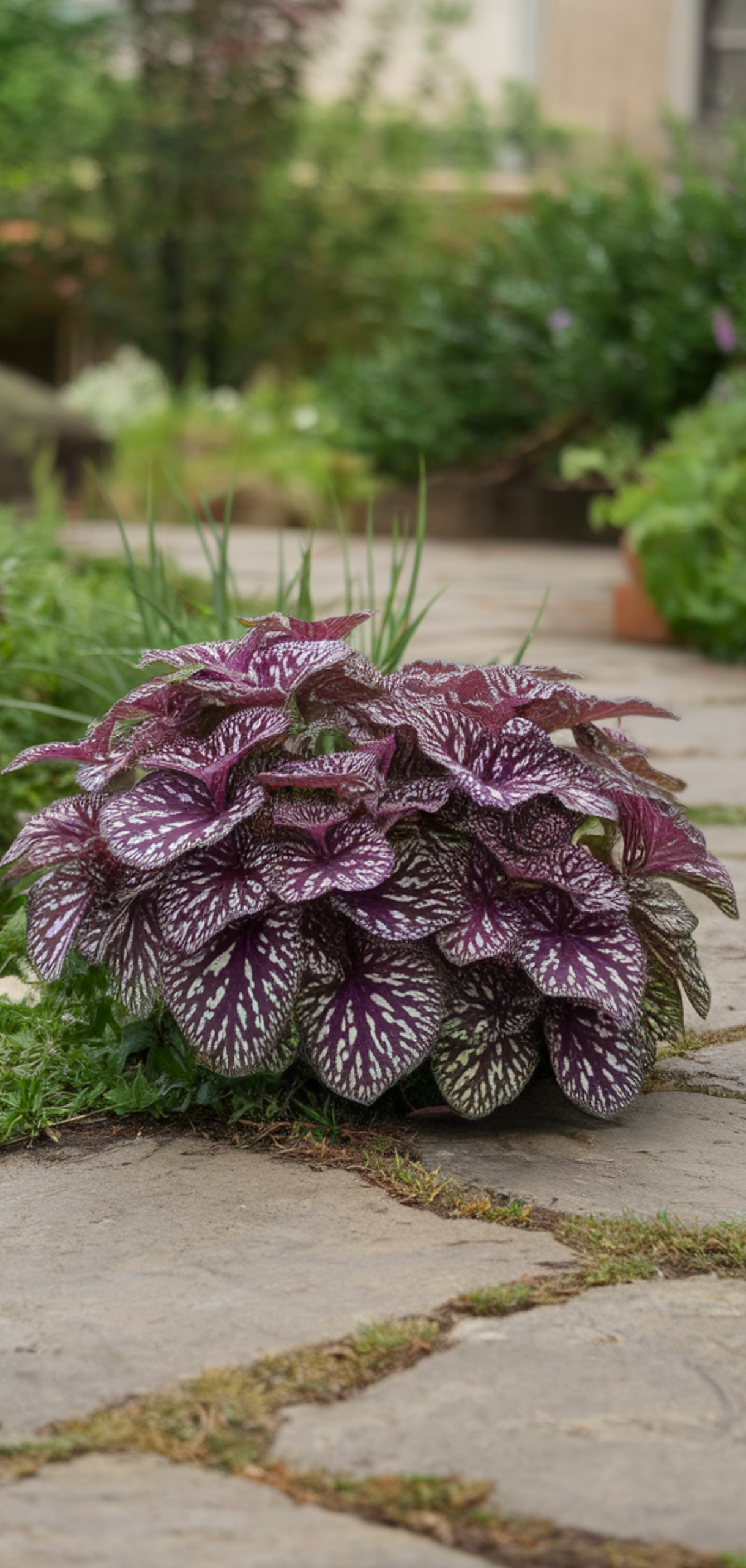 Stunning Shade Plants Landscaping Ideas for Amazing Curb Appeal