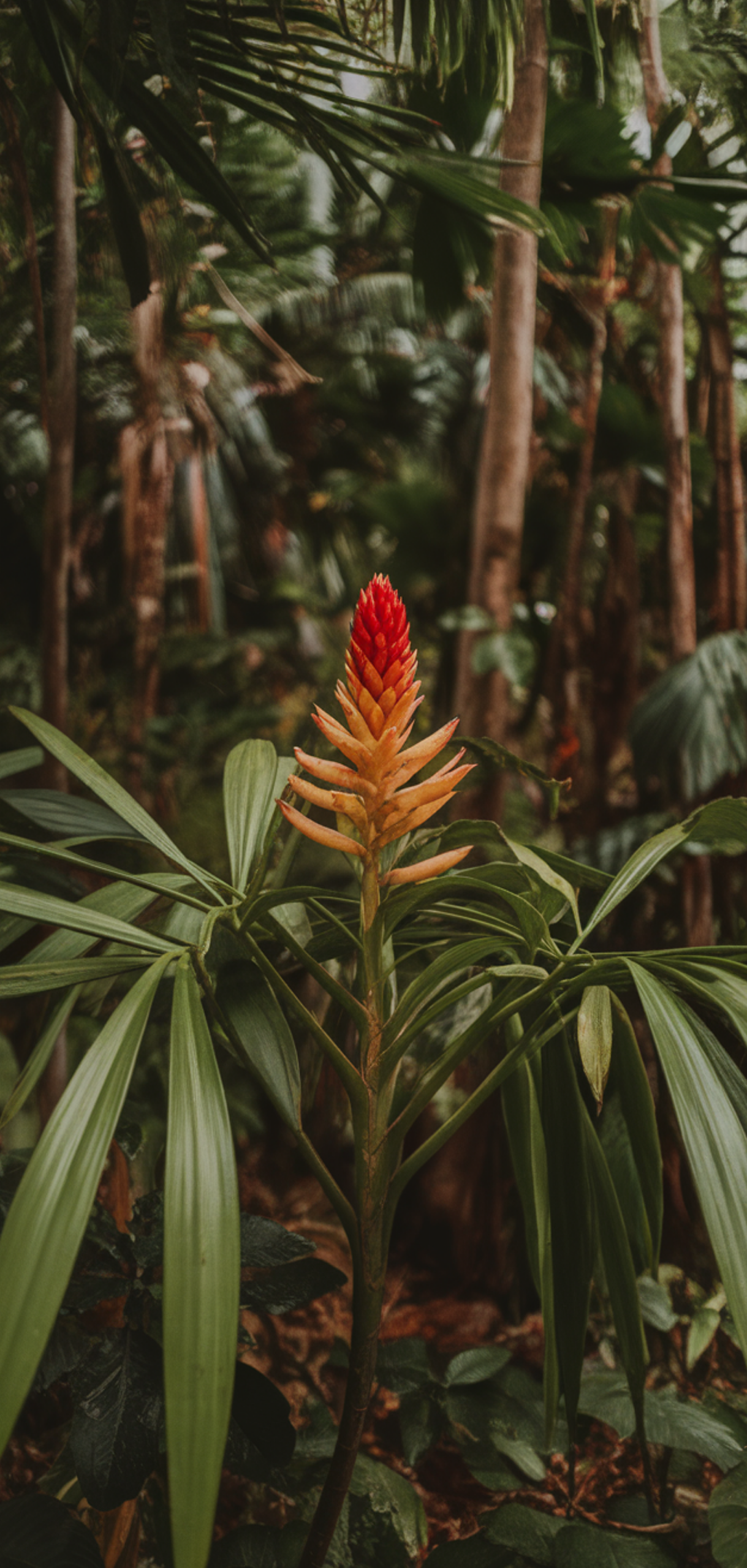 Best Tropical Plants That Thrive in Shade Outdoors