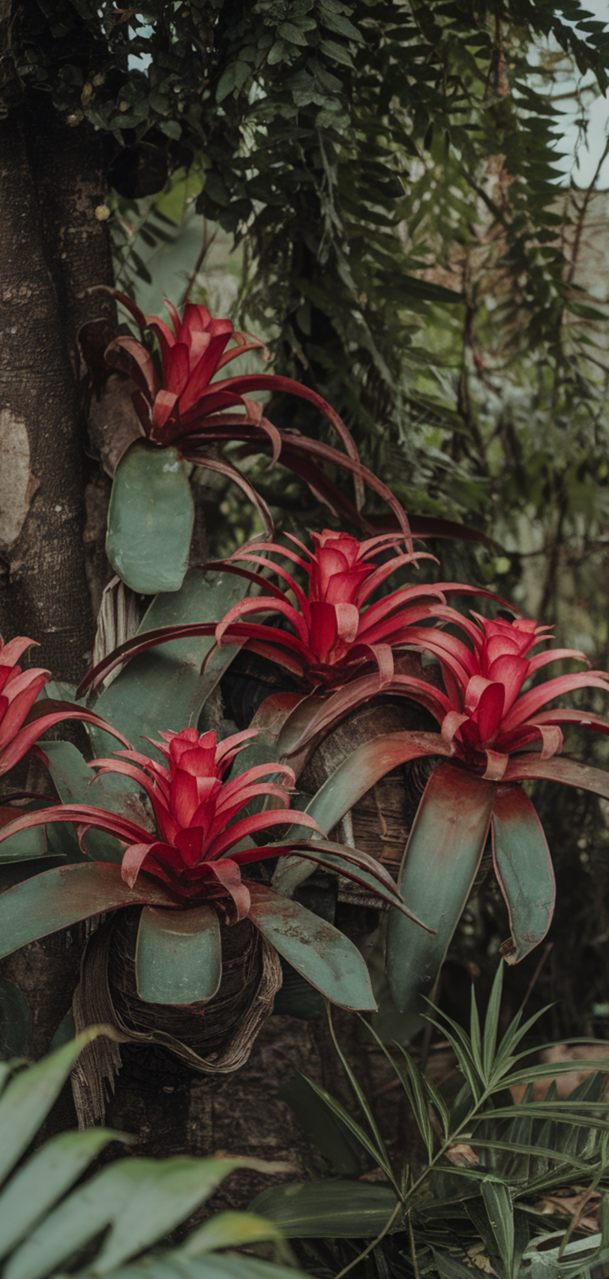 Best Tropical Plants That Thrive in Shade Outdoors