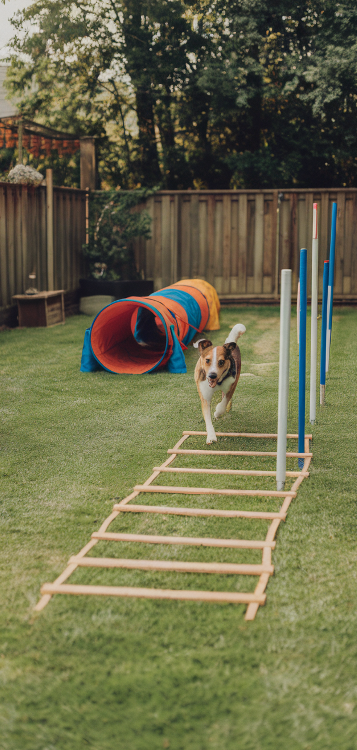 Best Dog Friendly Backyard