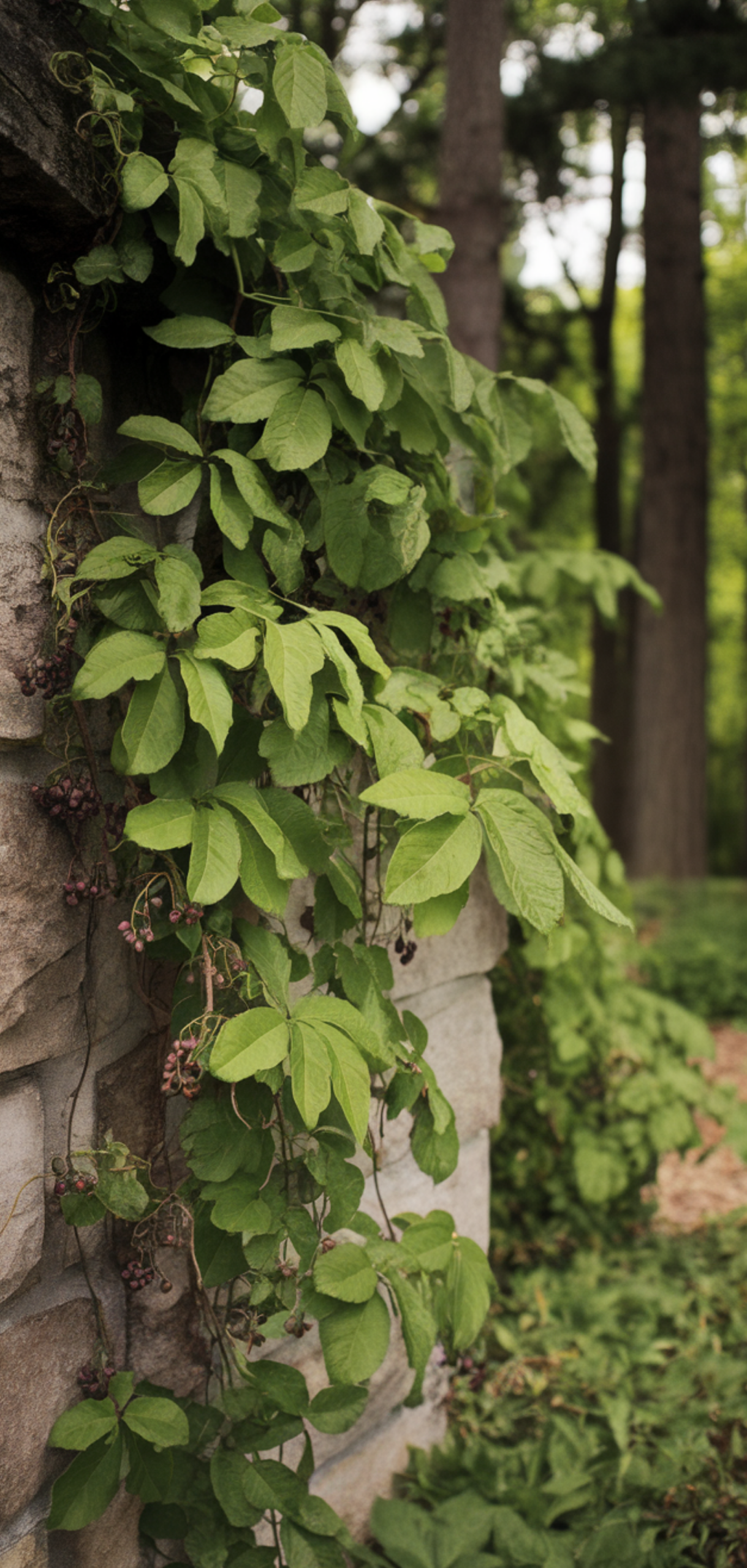 Stunning Prettiest Flowering Vines for Shade