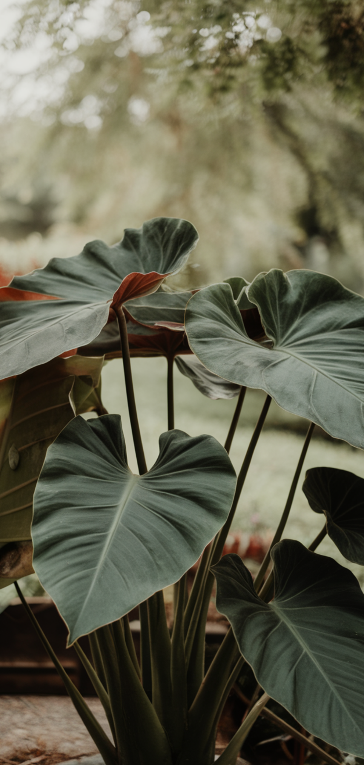Best Tropical Plants That Thrive in Shade Outdoors