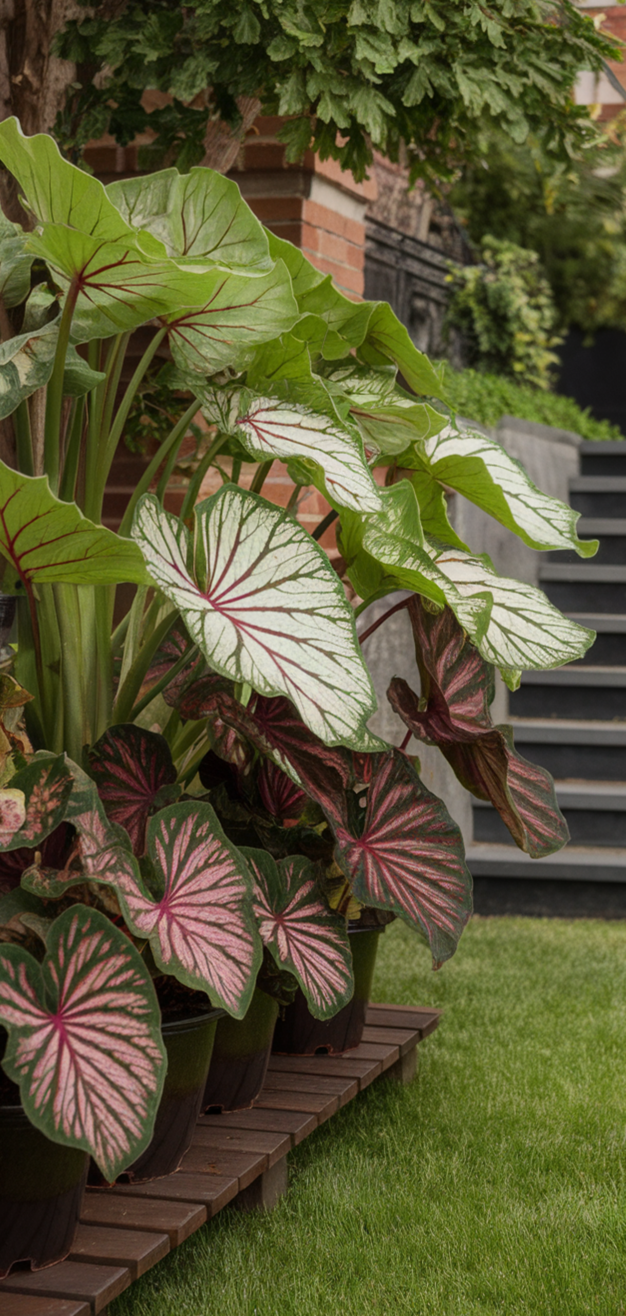 Stunning Shade Plants Landscaping Ideas for Amazing Curb Appeal