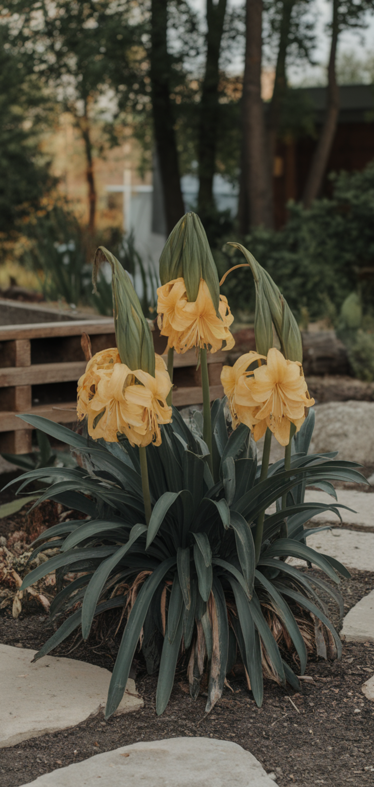 Stunning Shade Plants Landscaping Ideas for Amazing Curb Appeal
