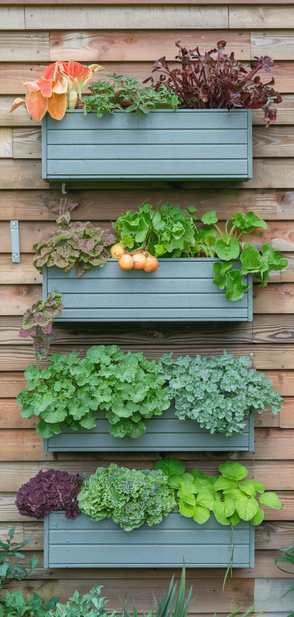 17 Creative Ways to Grow Food Everywhere