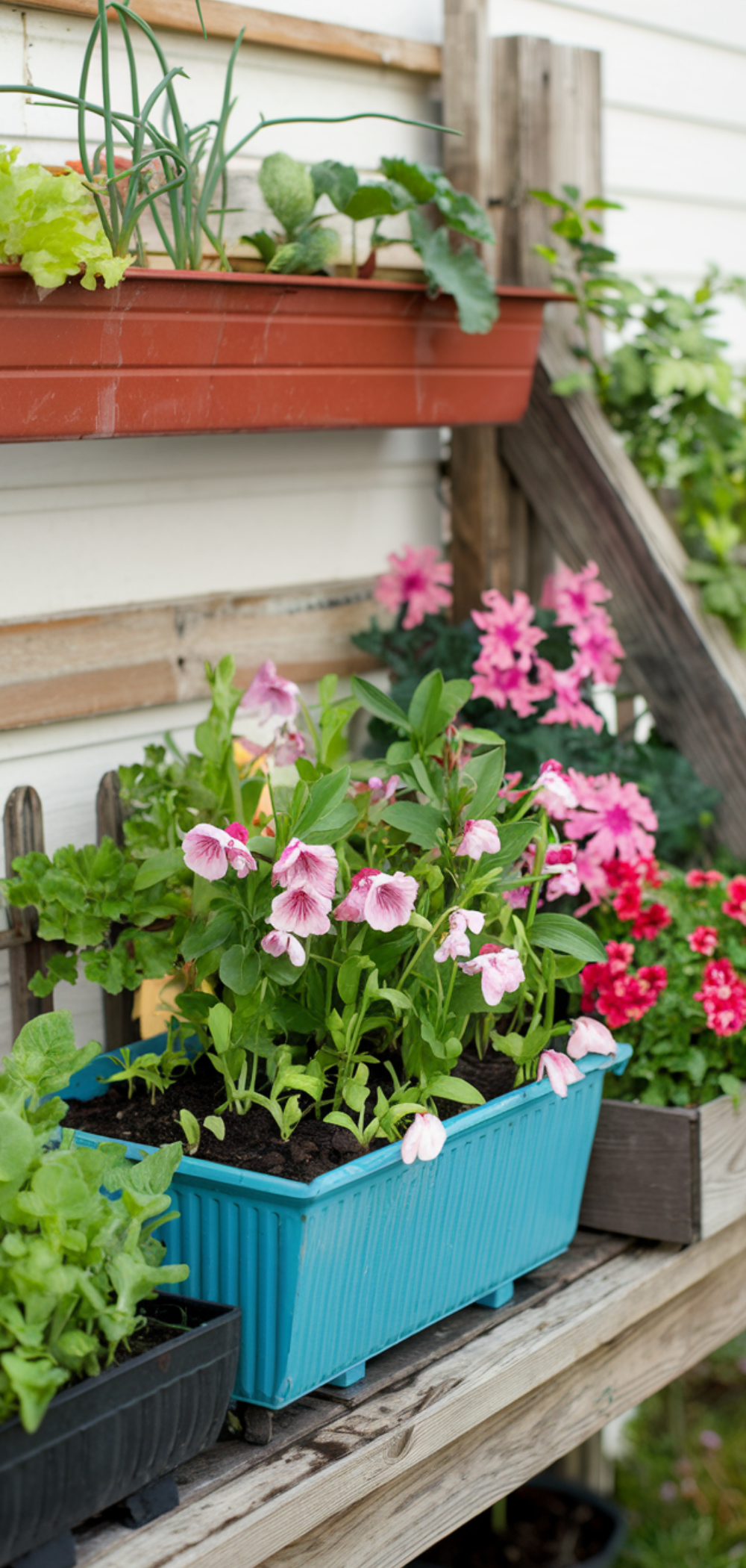 17 Creative Ways to Grow Food Everywhere