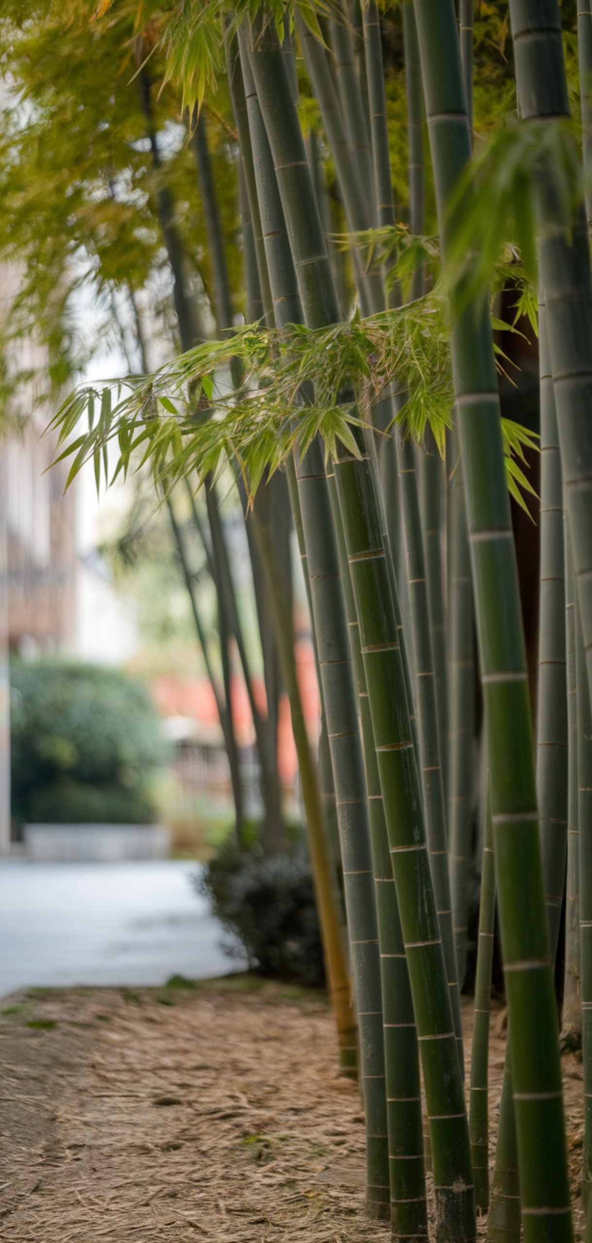 Tall Plants for Natural Shade